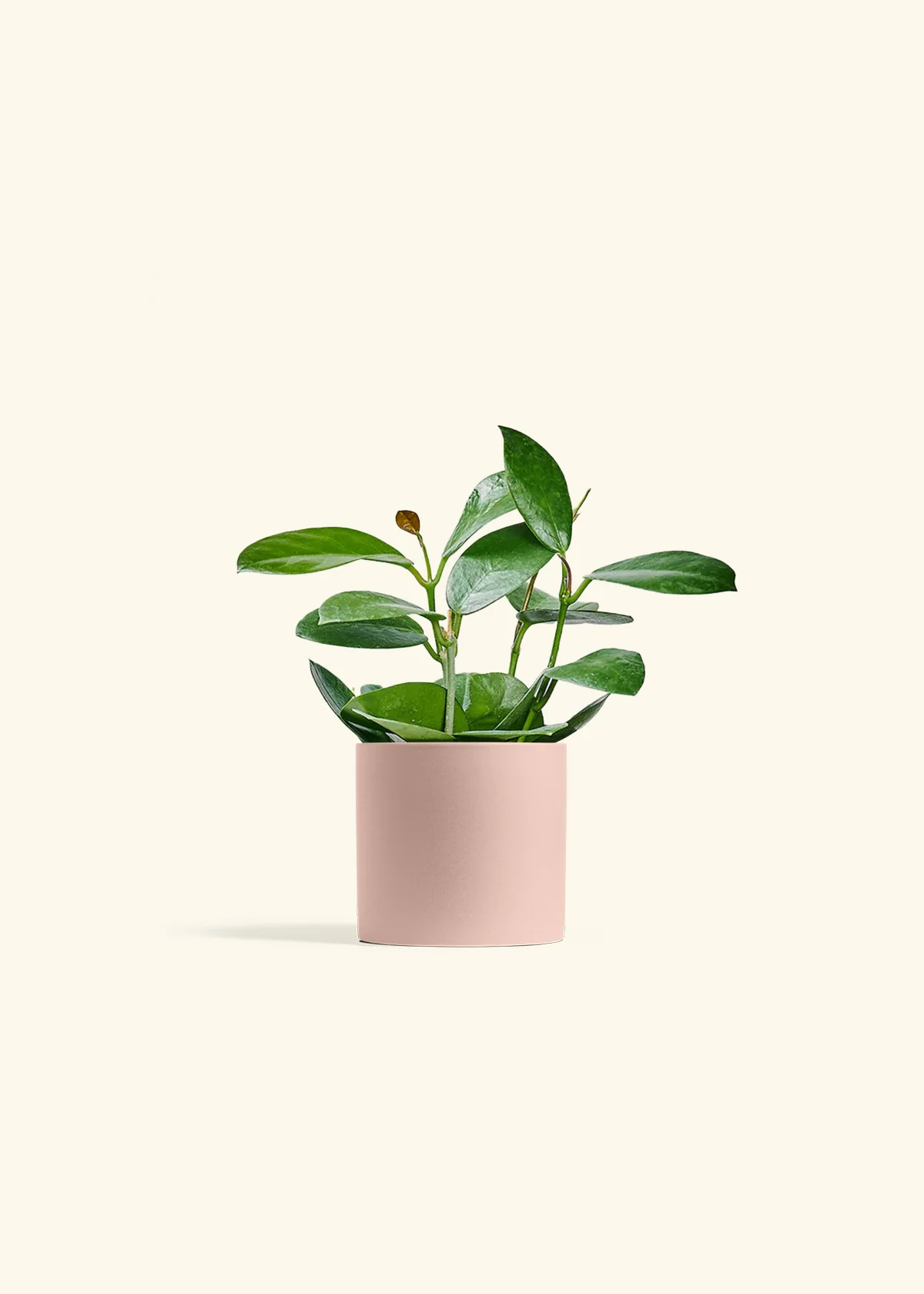 Hoya Australis - Image 24