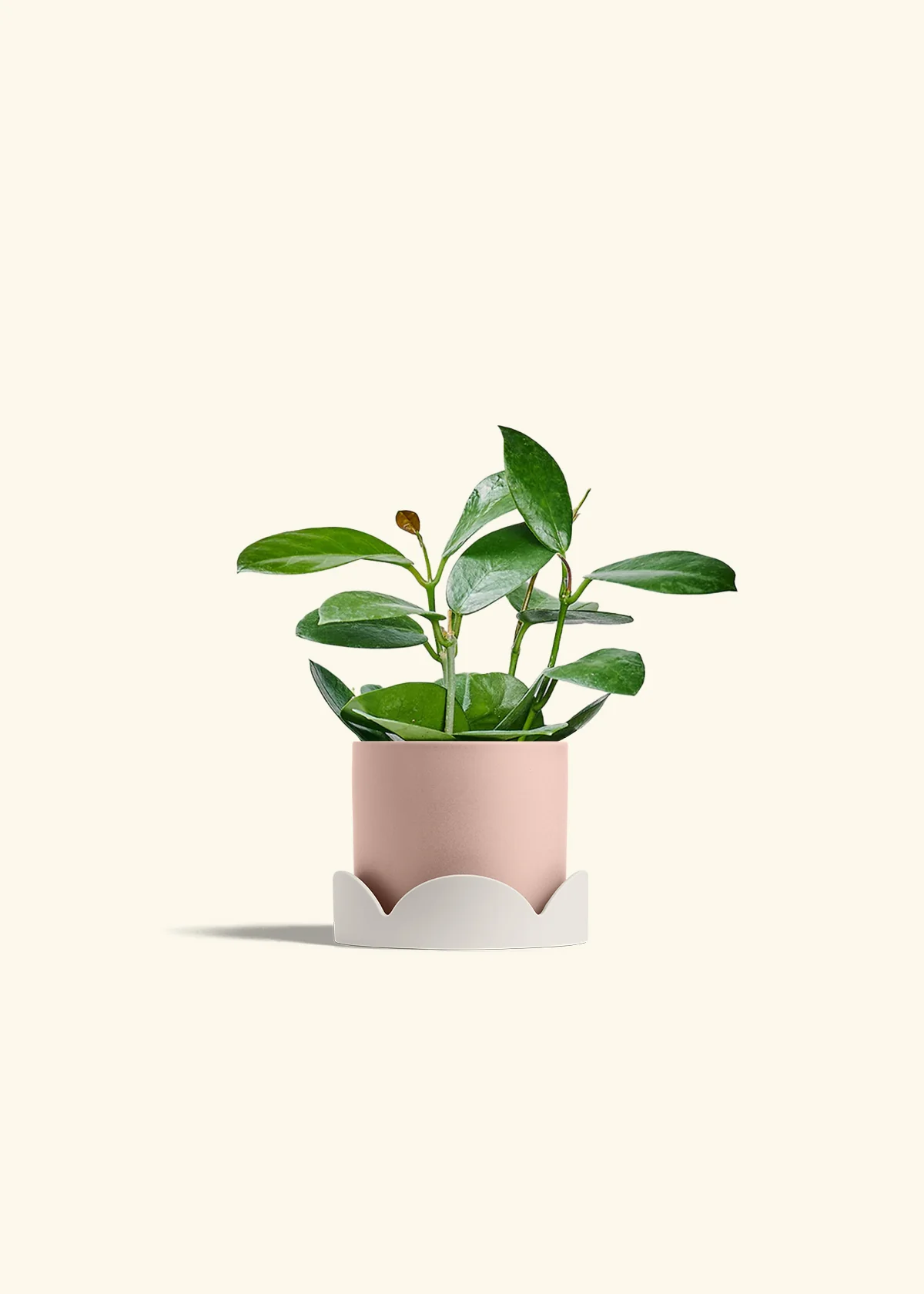 Hoya Australis - Image 26