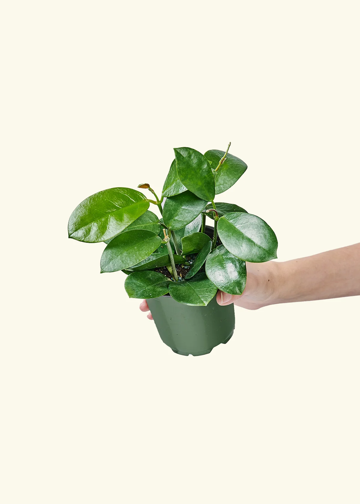Hoya Australis - Image 3
