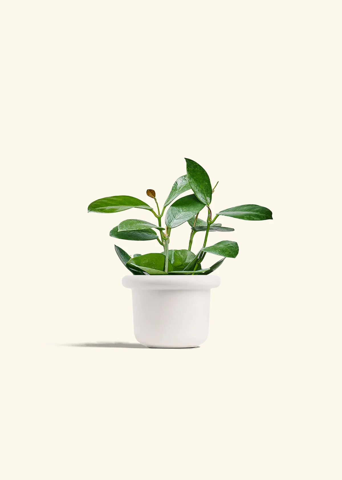Hoya Australis - Image 4