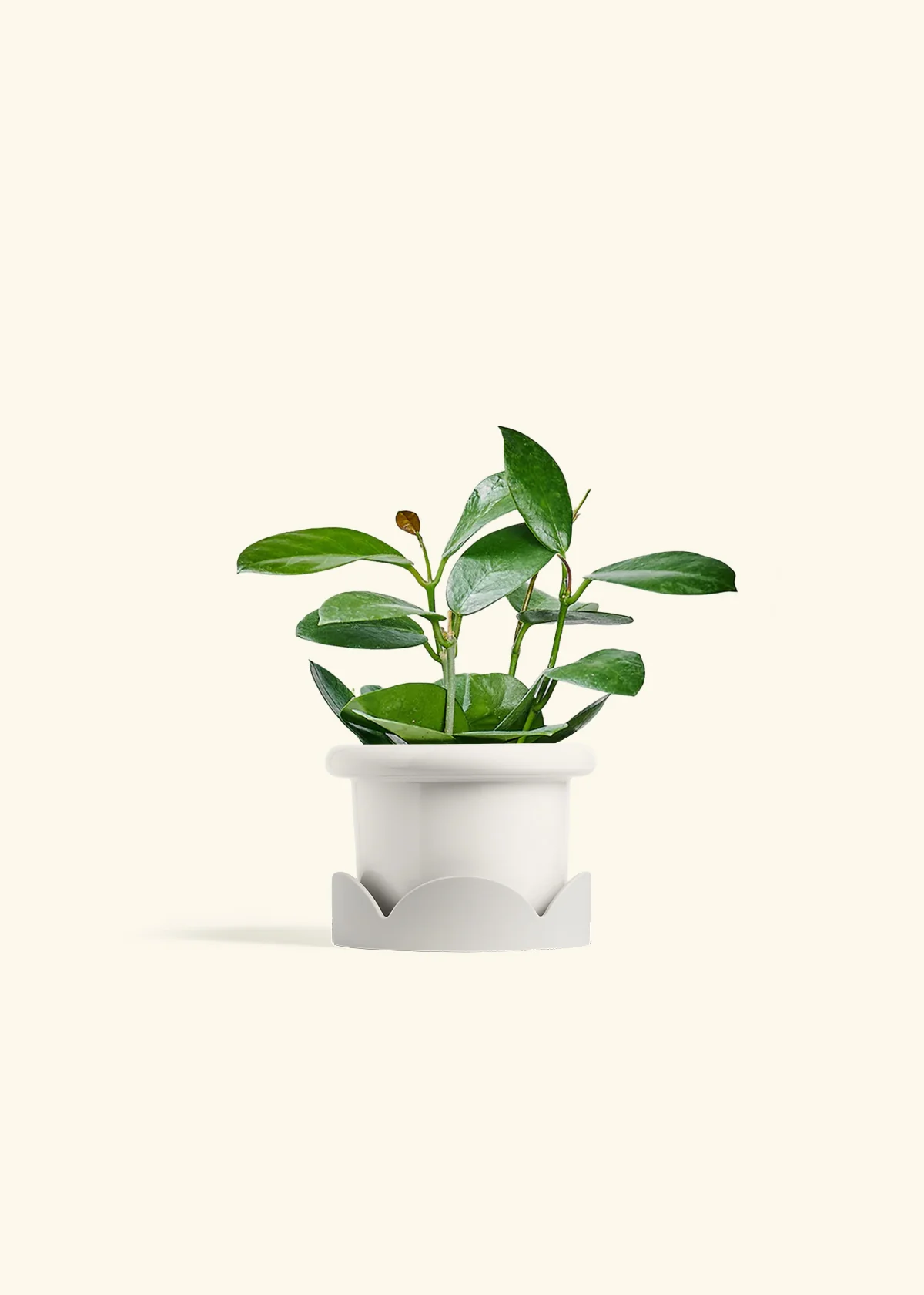 Hoya Australis - Image 6