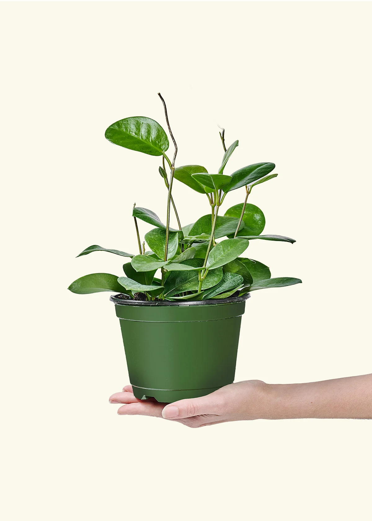 Hoya Australis - Image 70