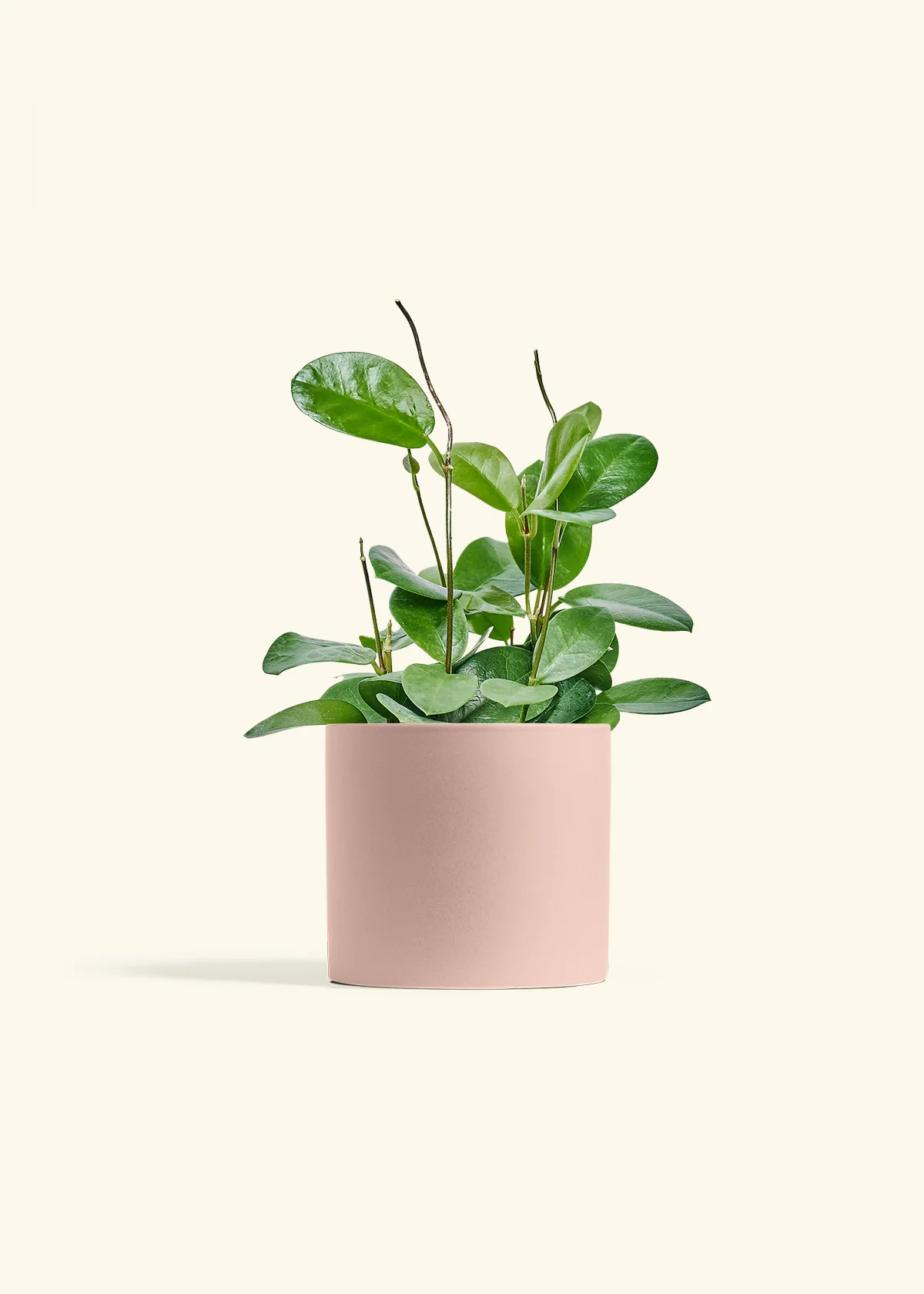 Hoya Australis - Image 72