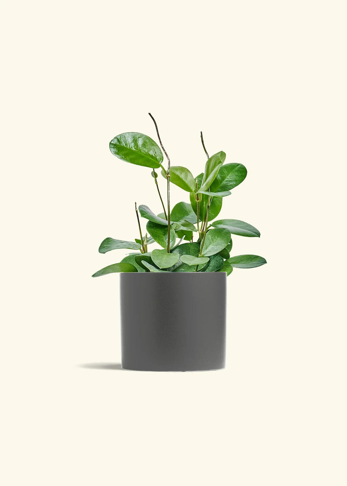 Hoya Australis - Image 73