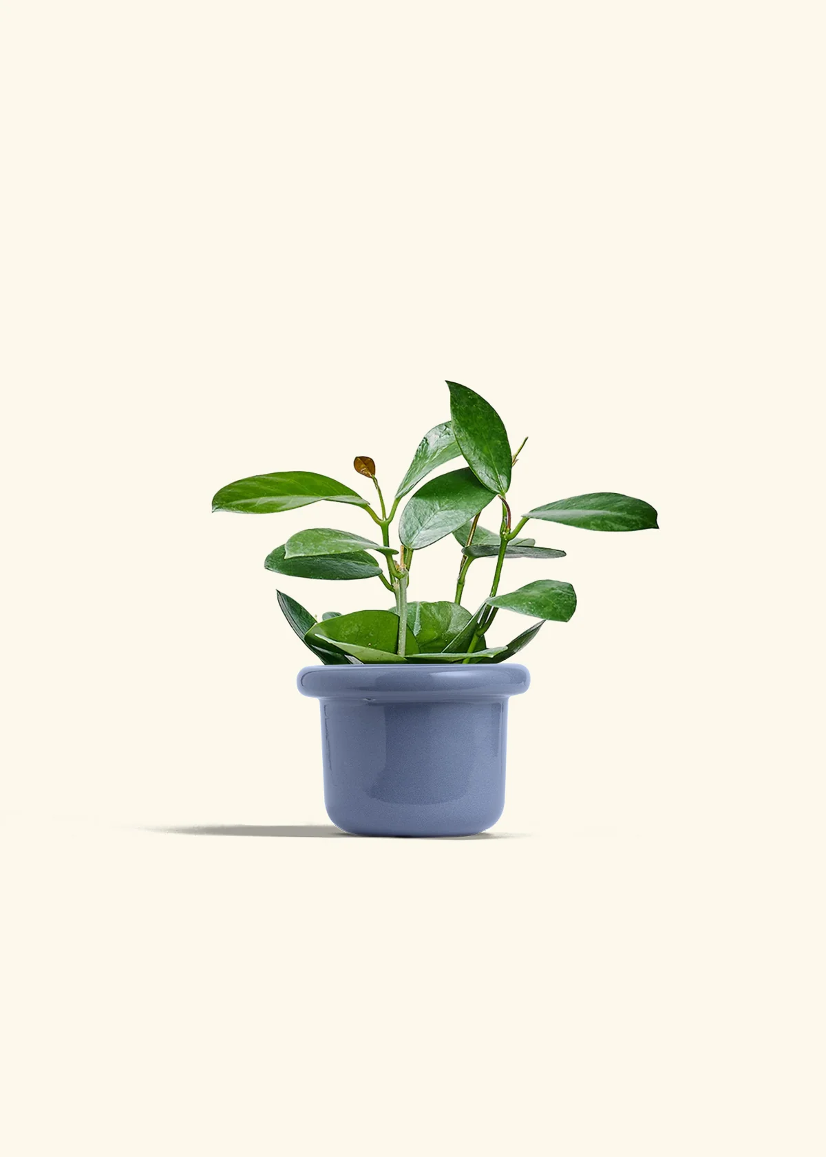 Hoya Australis - Image 8