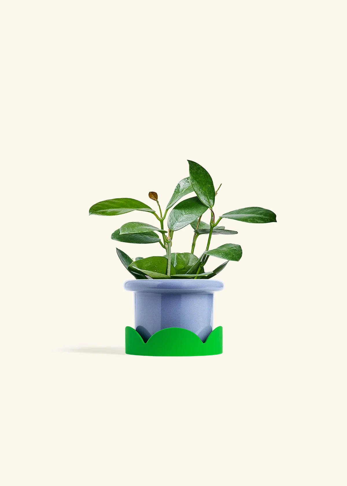 Hoya Australis - Image 9