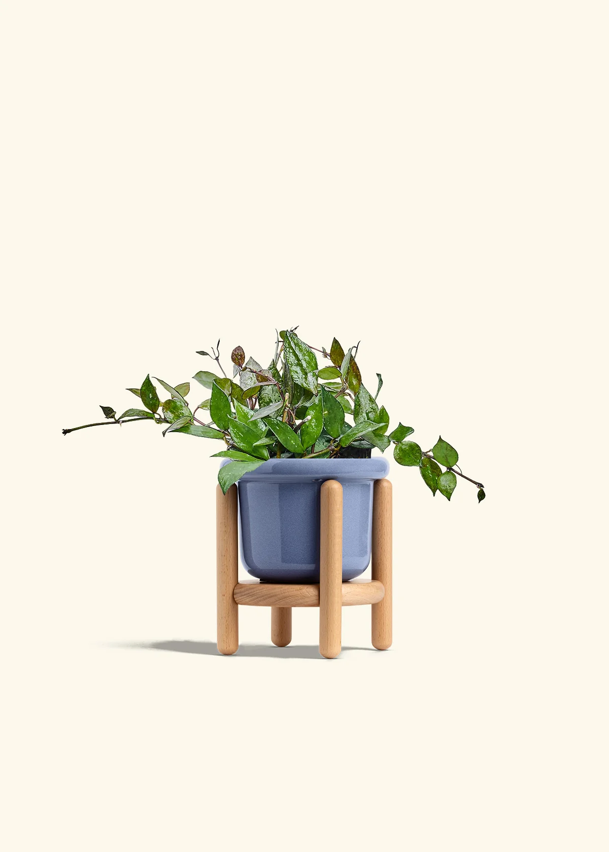 Hoya 'Black' - Image 11