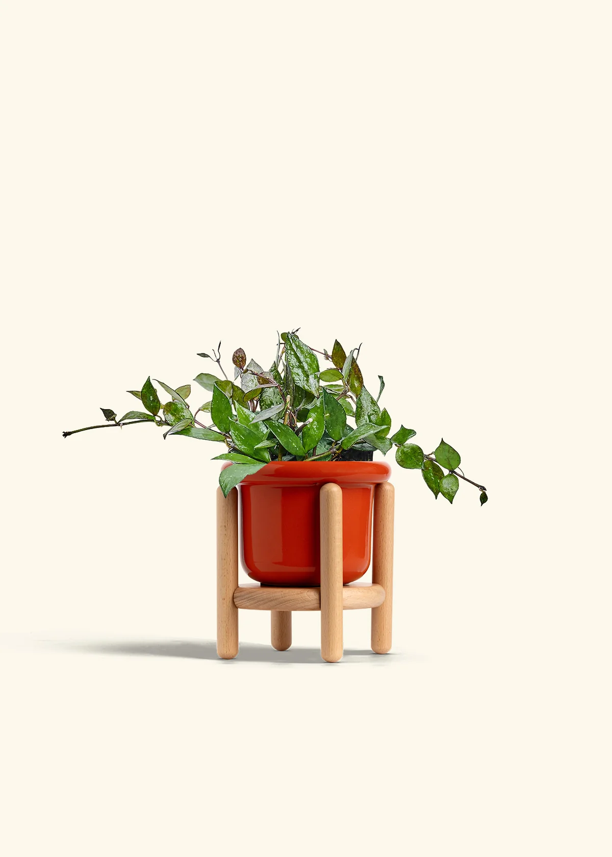 Hoya 'Black' - Image 15