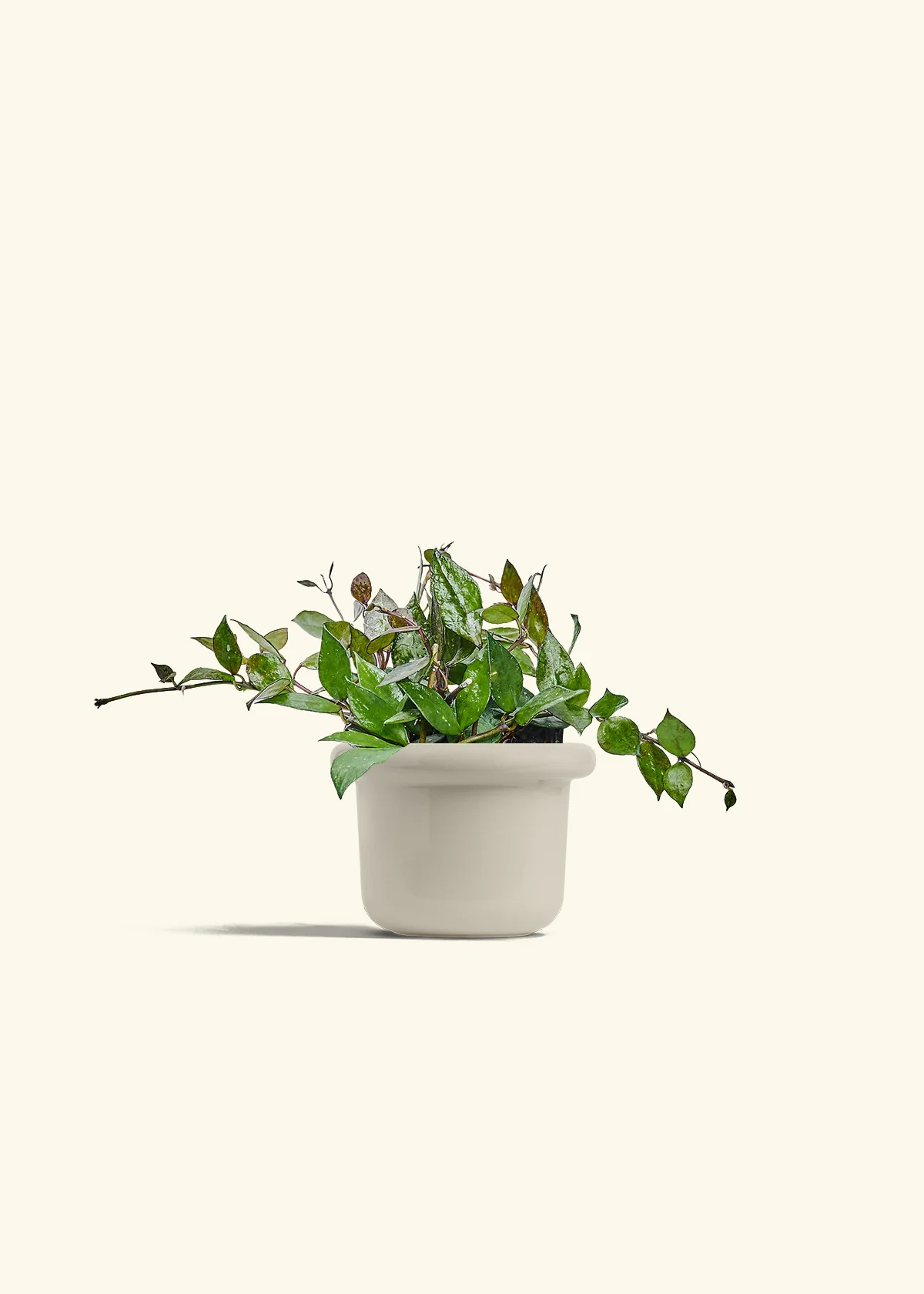 Hoya 'Black' - Image 16