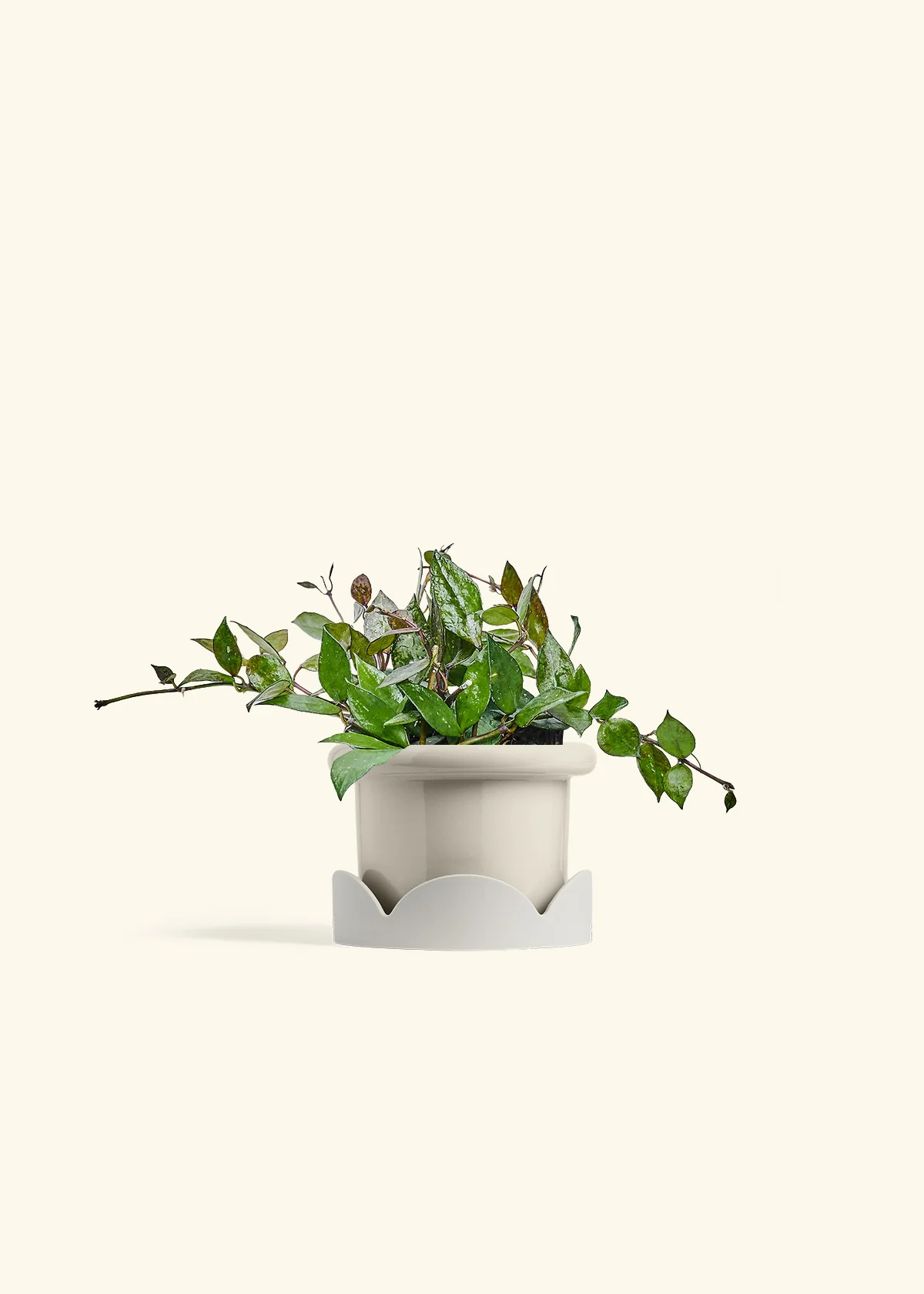 Hoya 'Black' - Image 18