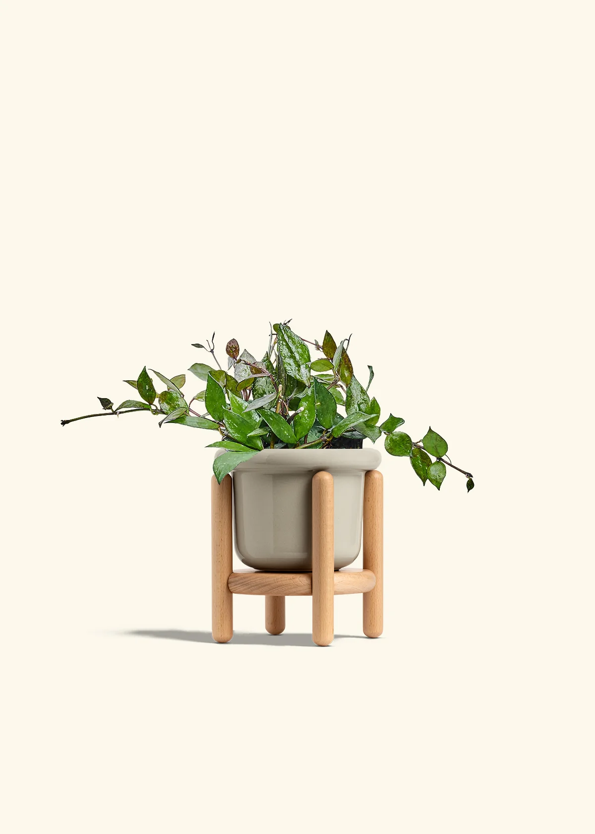 Hoya 'Black' - Image 19