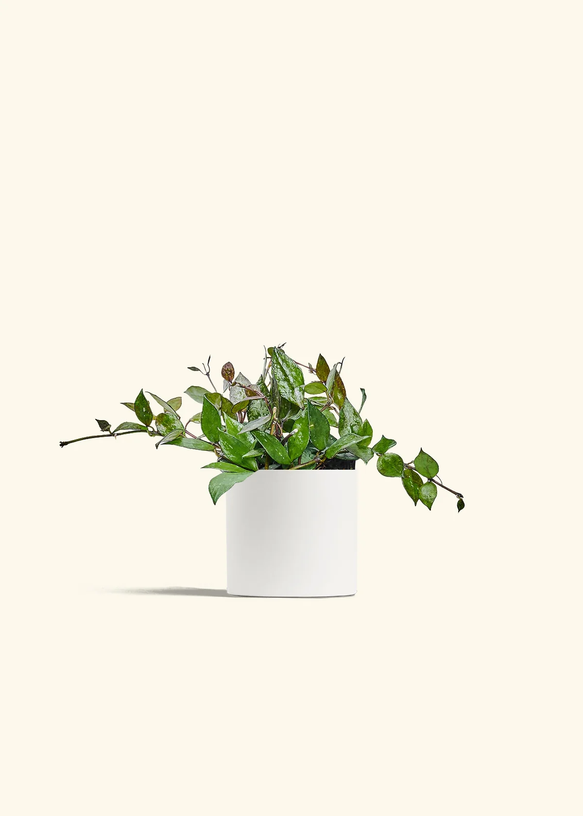 Hoya 'Black' - Image 20