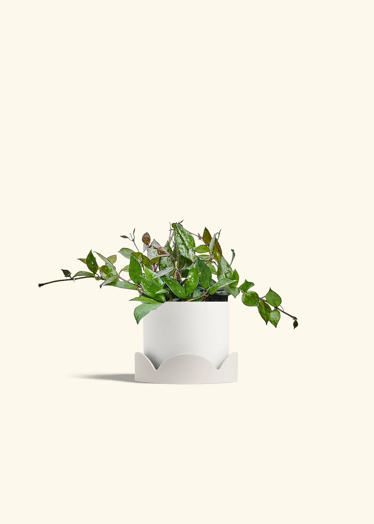 Hoya 'Black' - Image 22