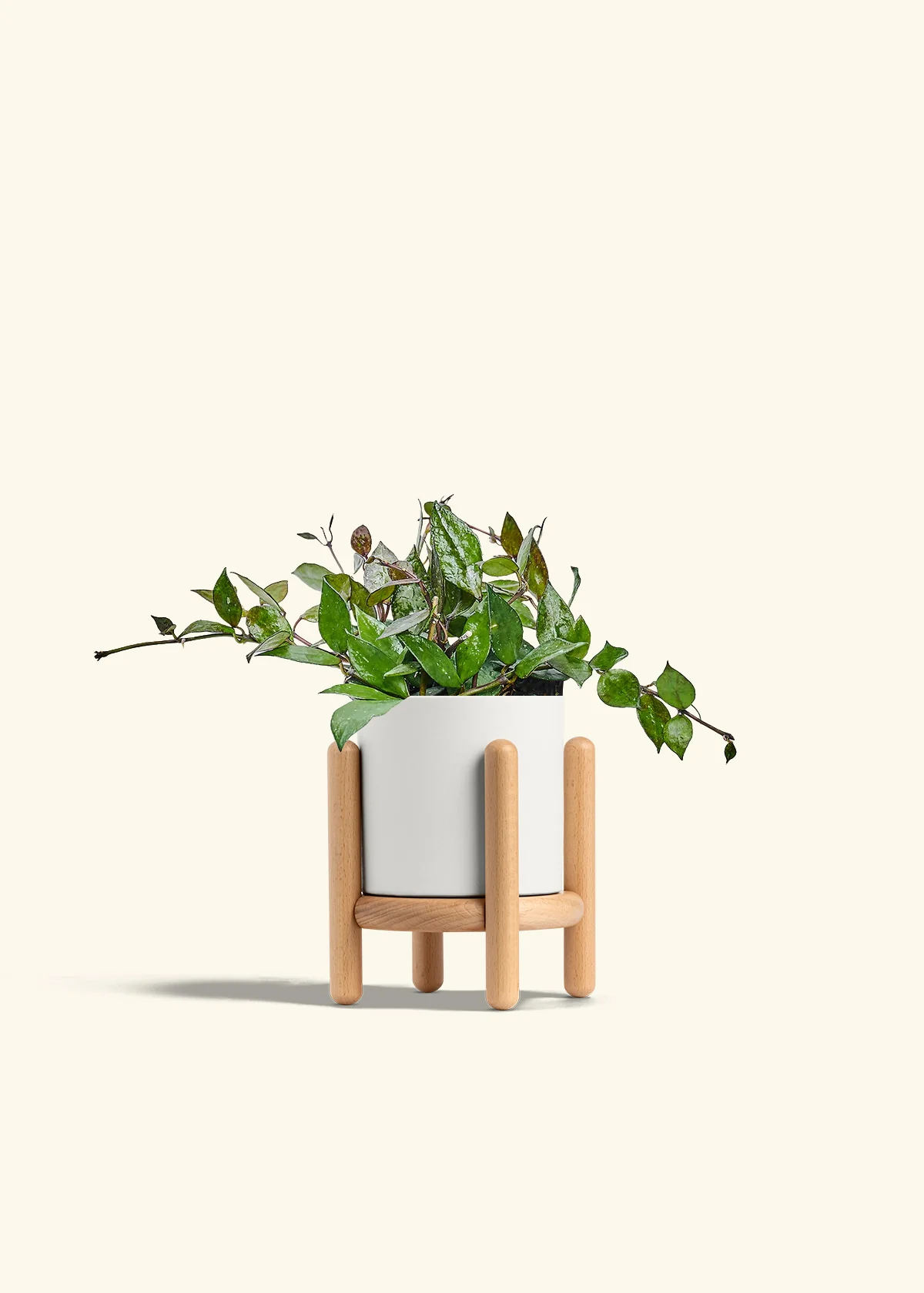 Hoya 'Black' - Image 23