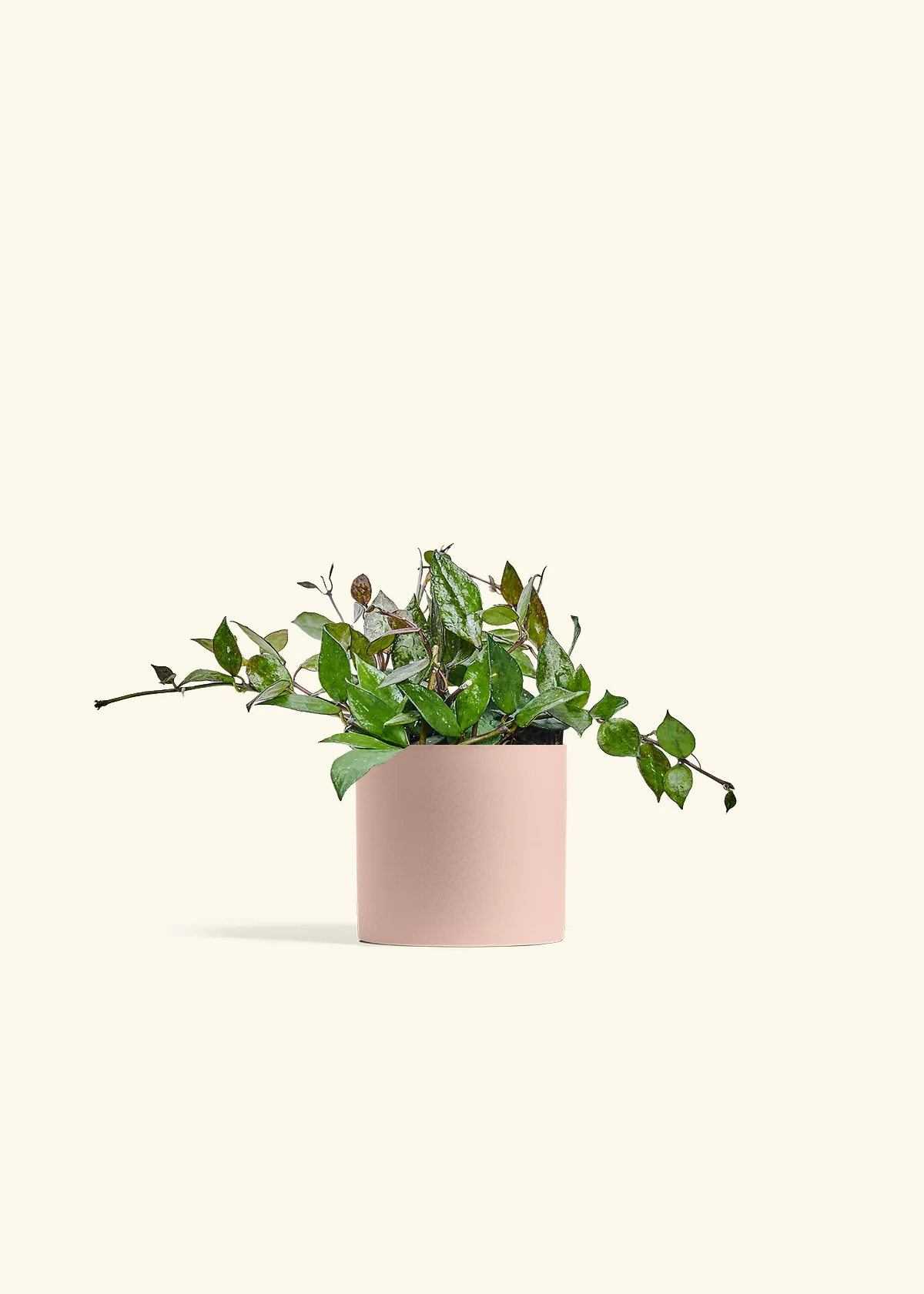 Hoya 'Black' - Image 24