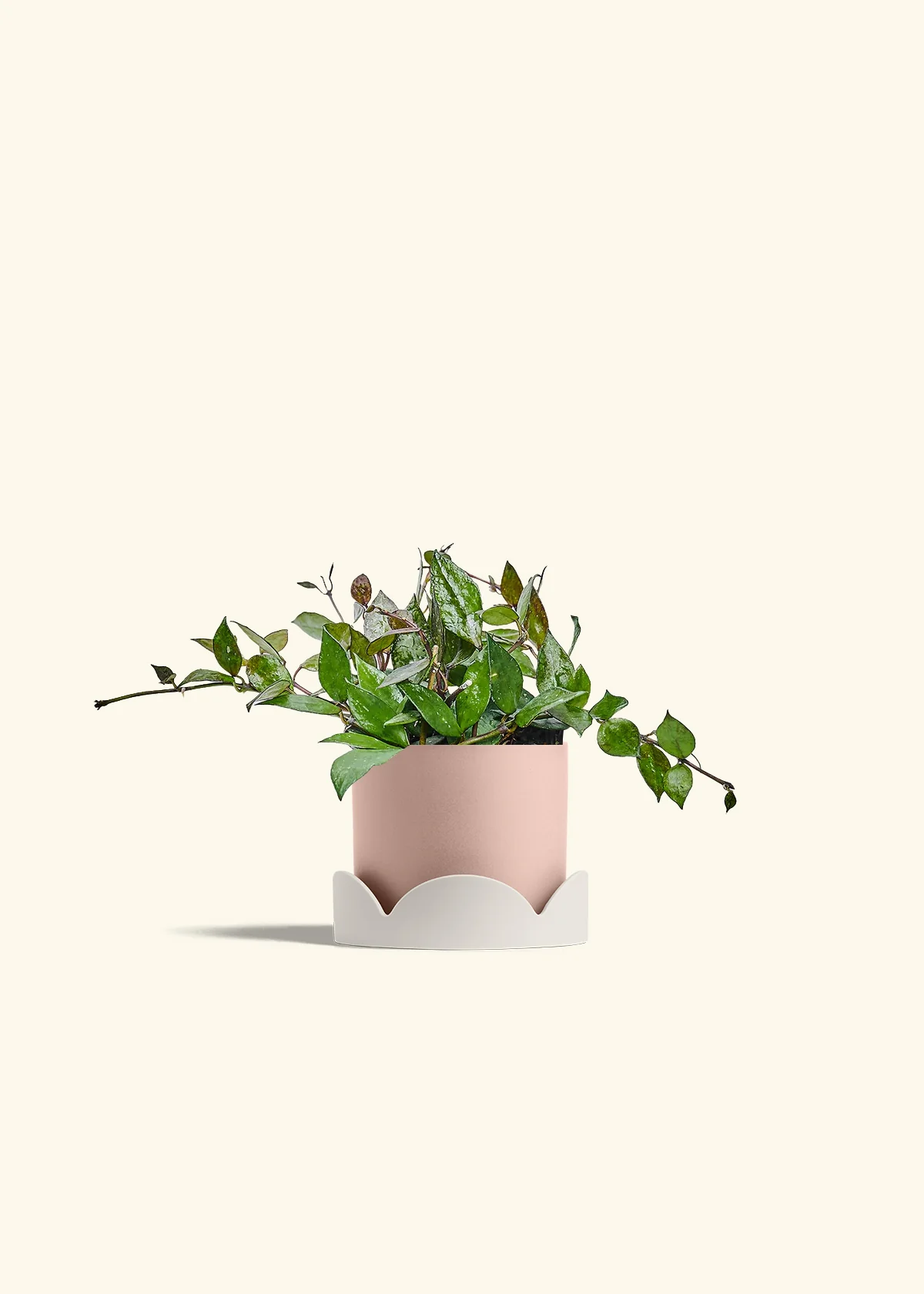Hoya 'Black' - Image 26