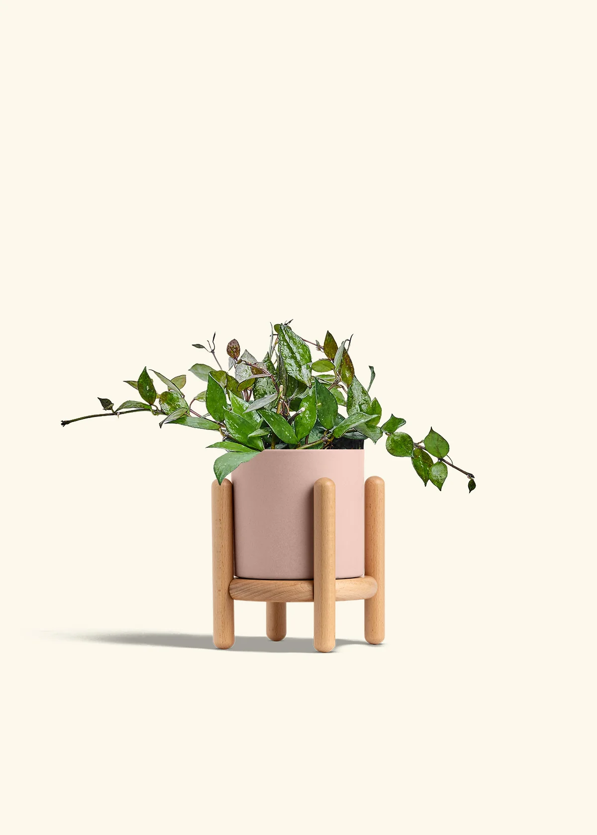 Hoya 'Black' - Image 27