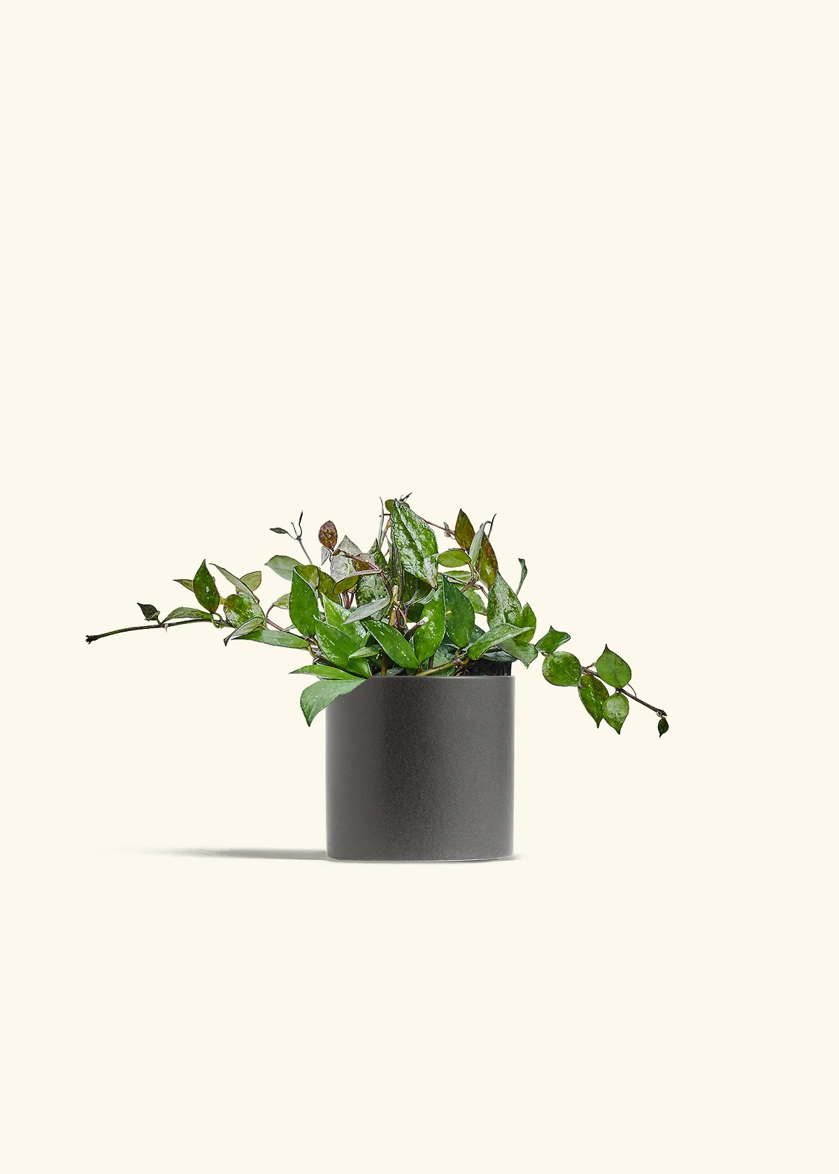 Hoya 'Black' - Image 28