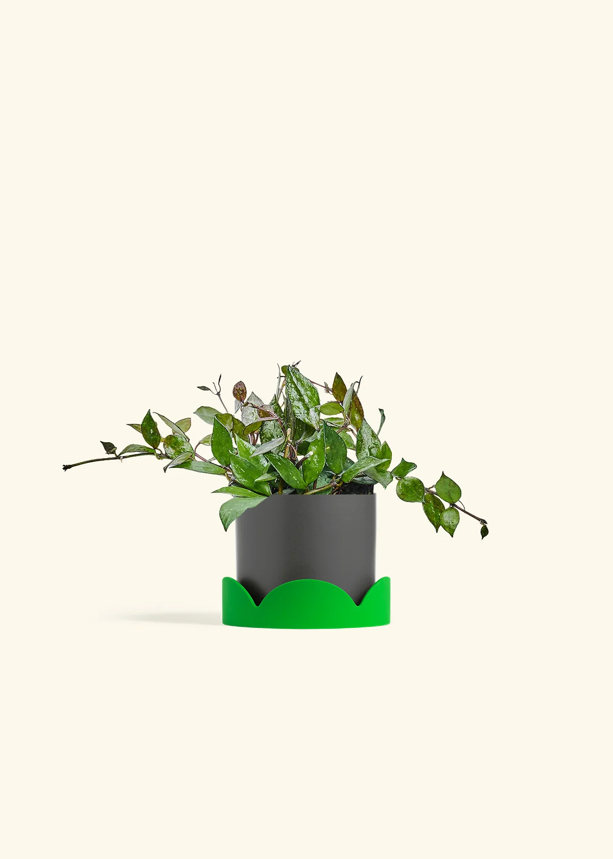 Hoya 'Black' - Image 29