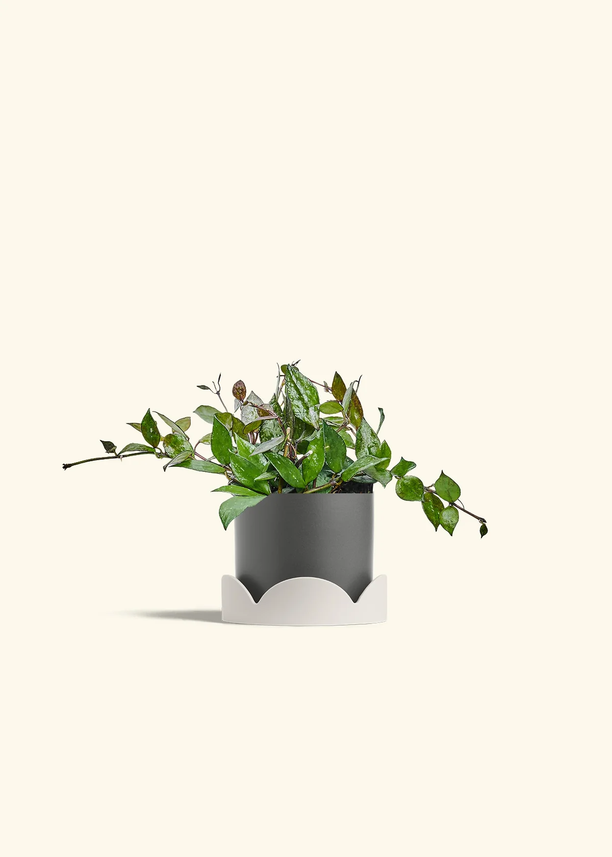 Hoya 'Black' - Image 30