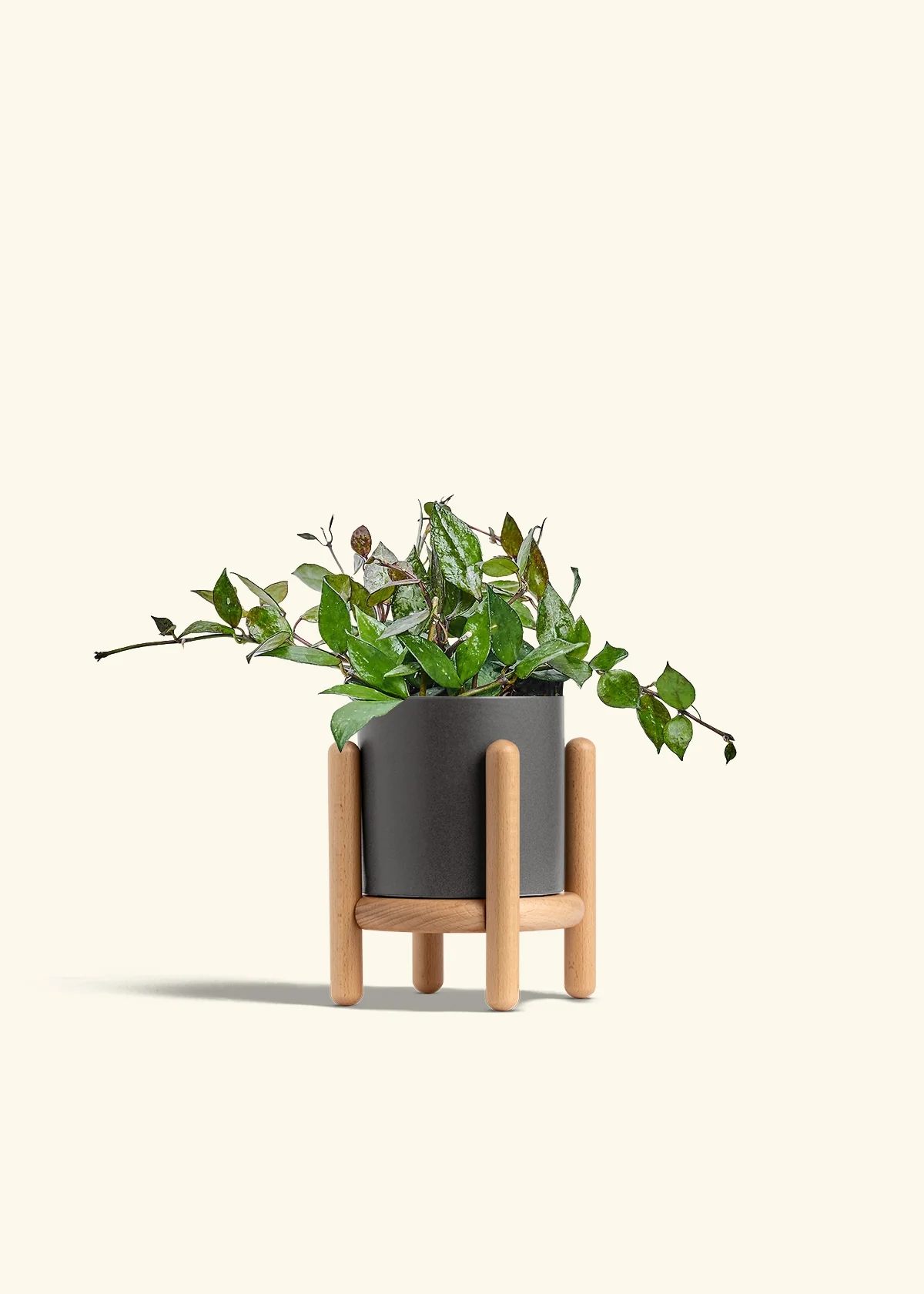 Hoya 'Black' - Image 31