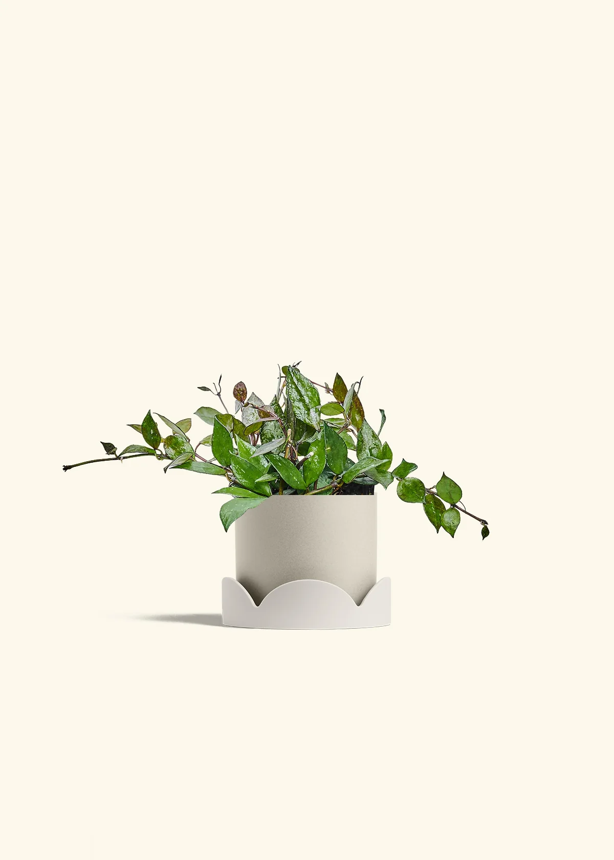 Hoya 'Black' - Image 34