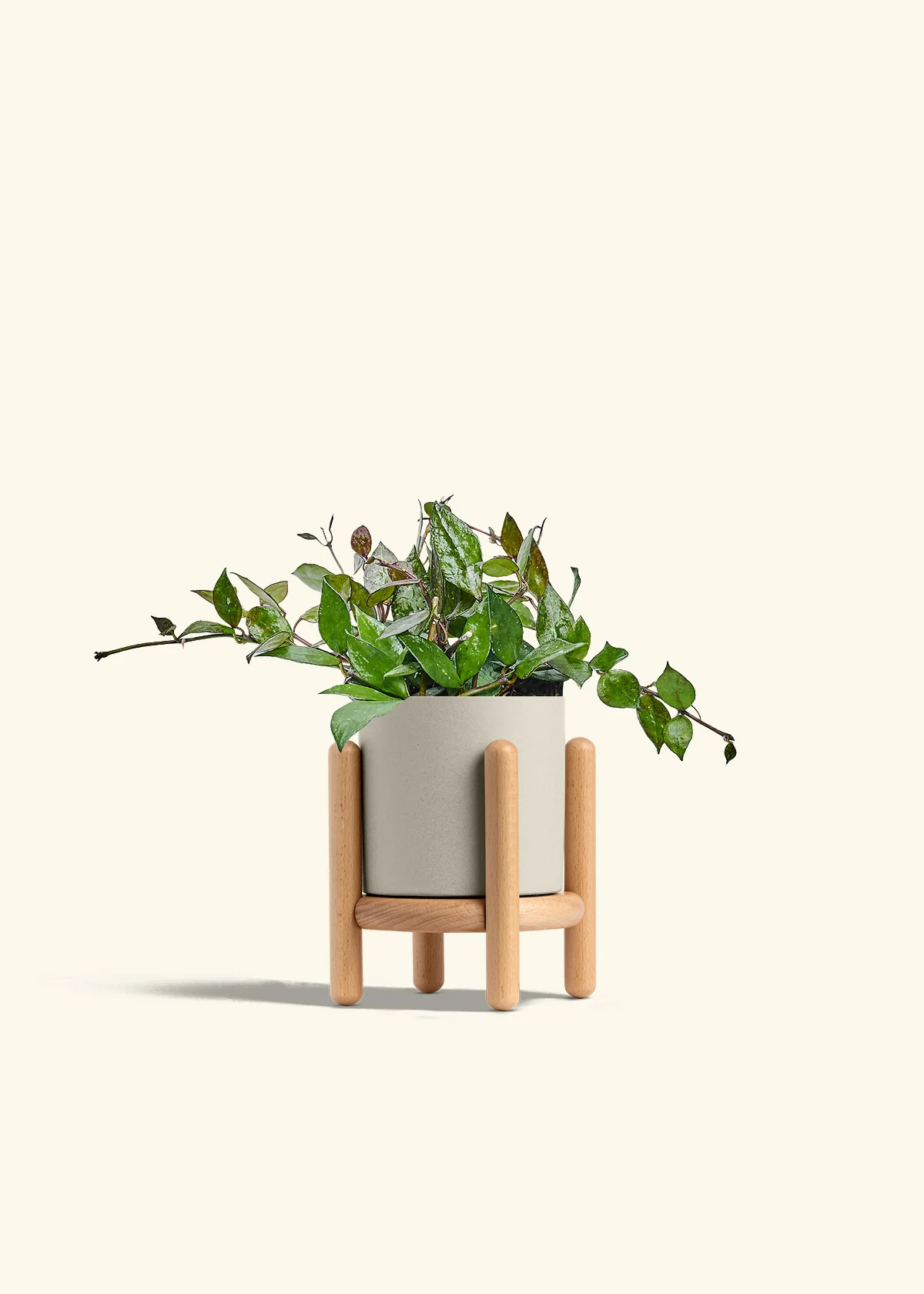 Hoya 'Black' - Image 35