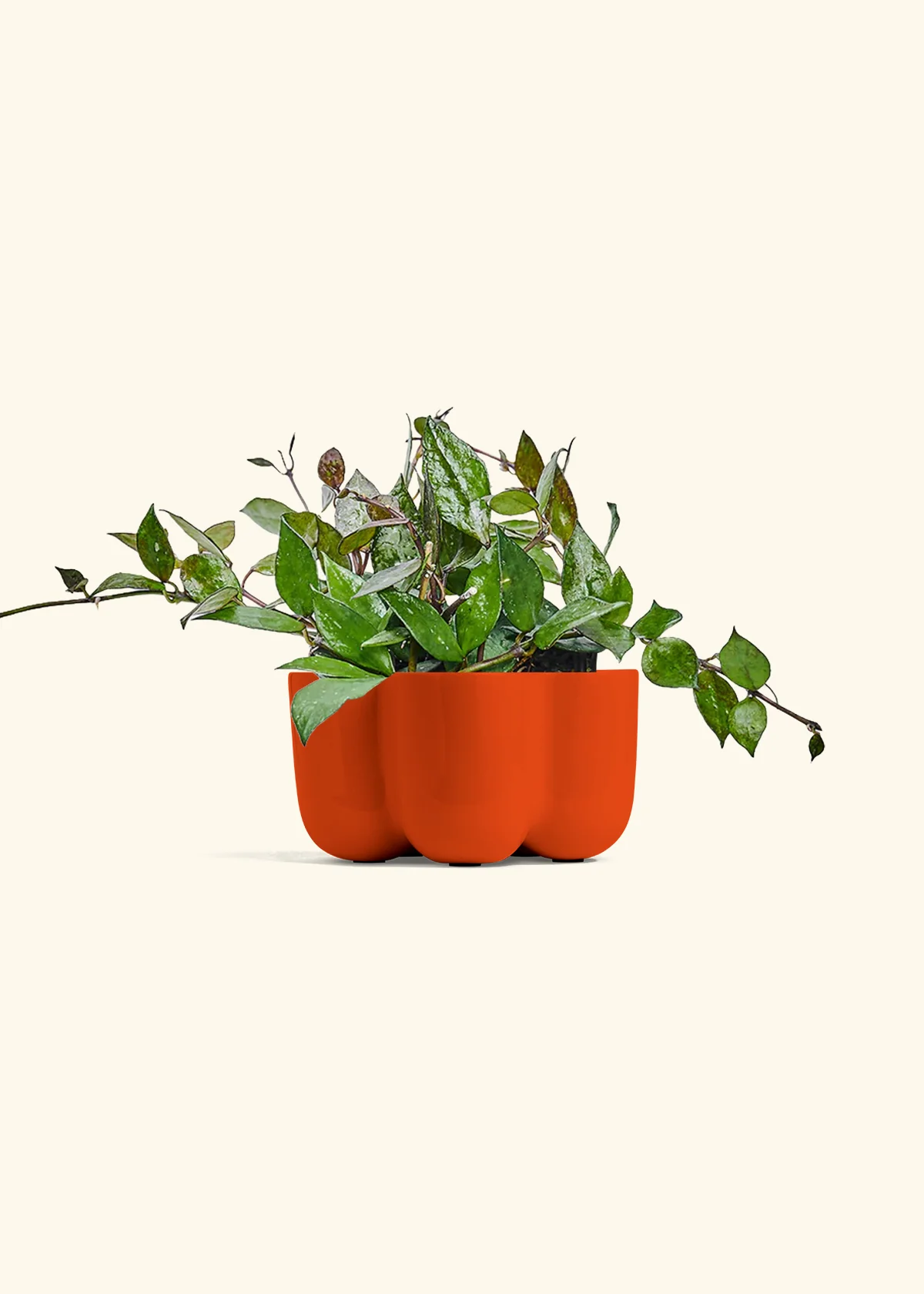 Hoya 'Black' - Image 36