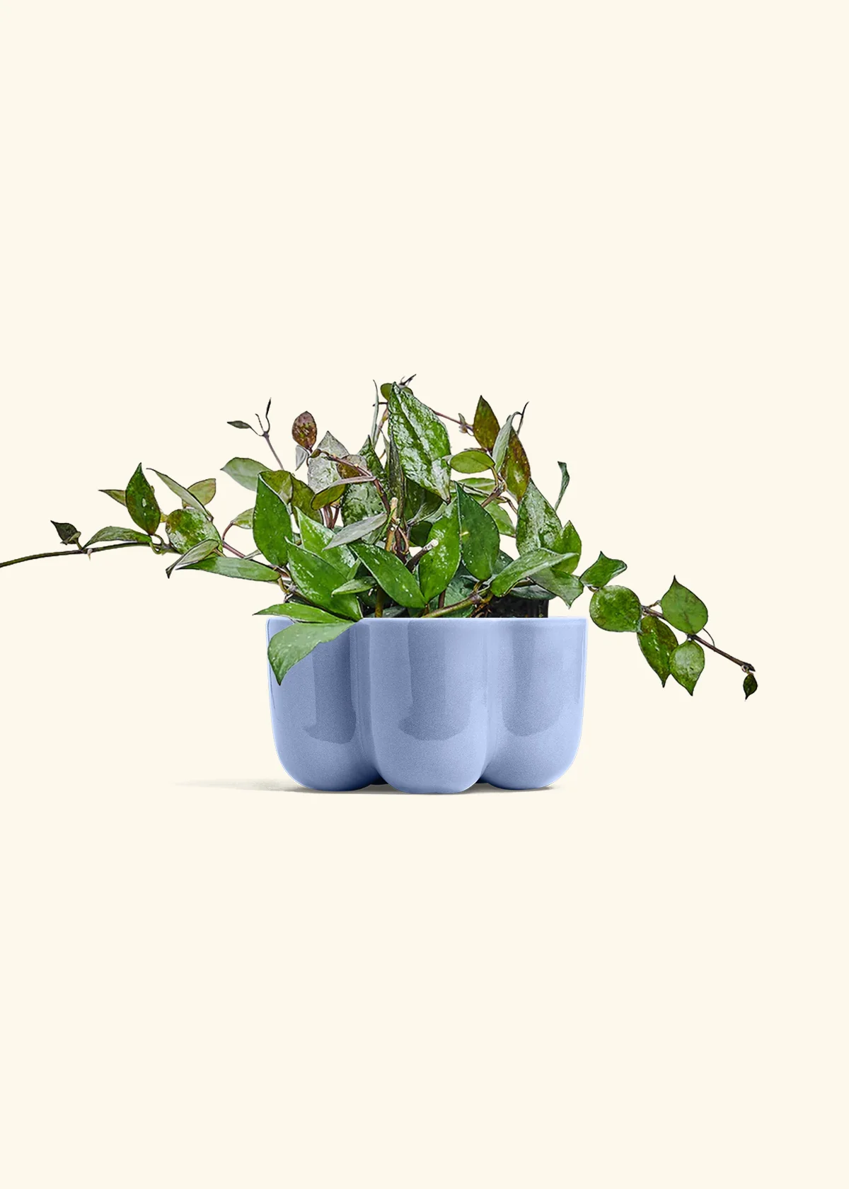 Hoya 'Black' - Image 37