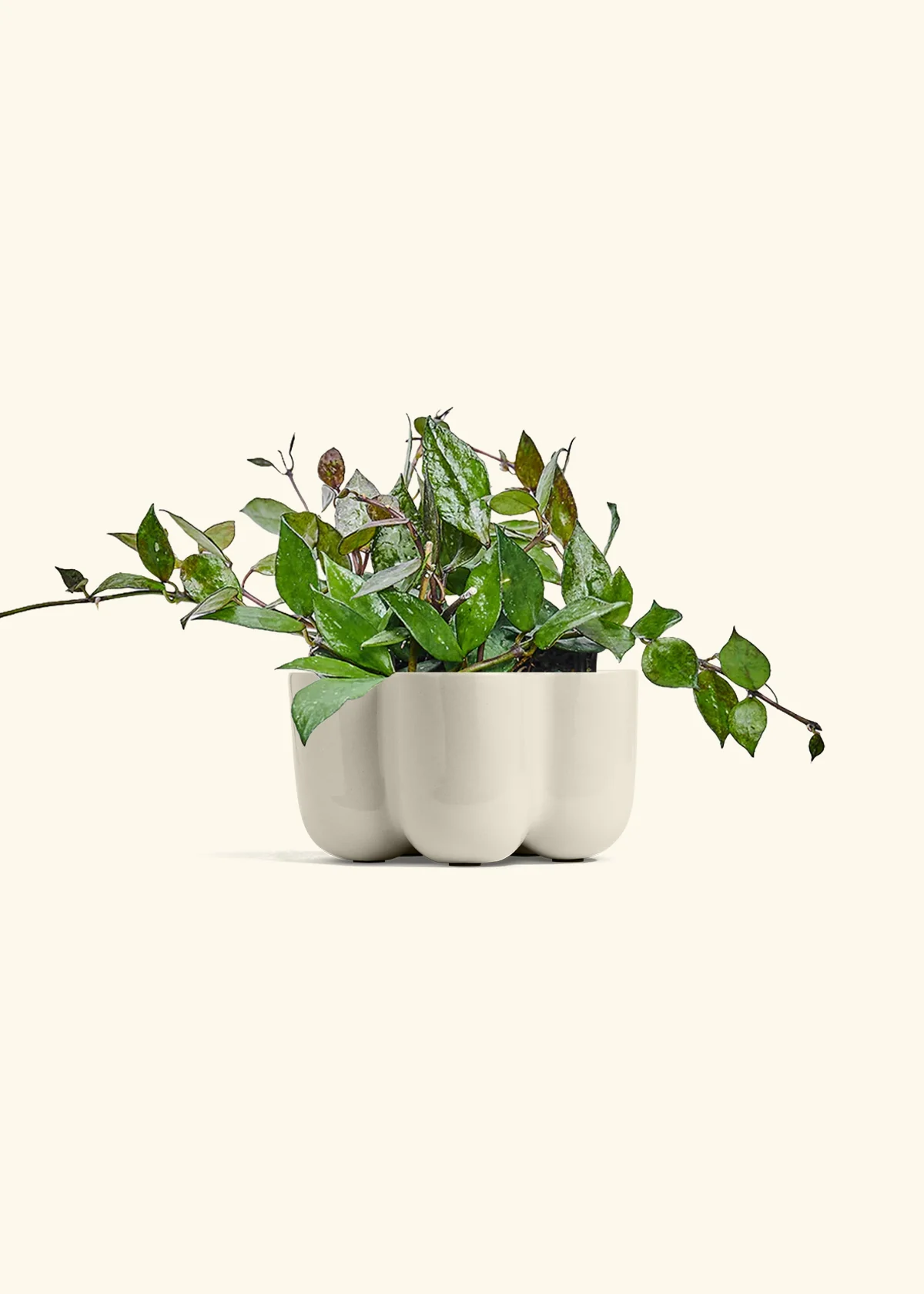 Hoya 'Black' - Image 38