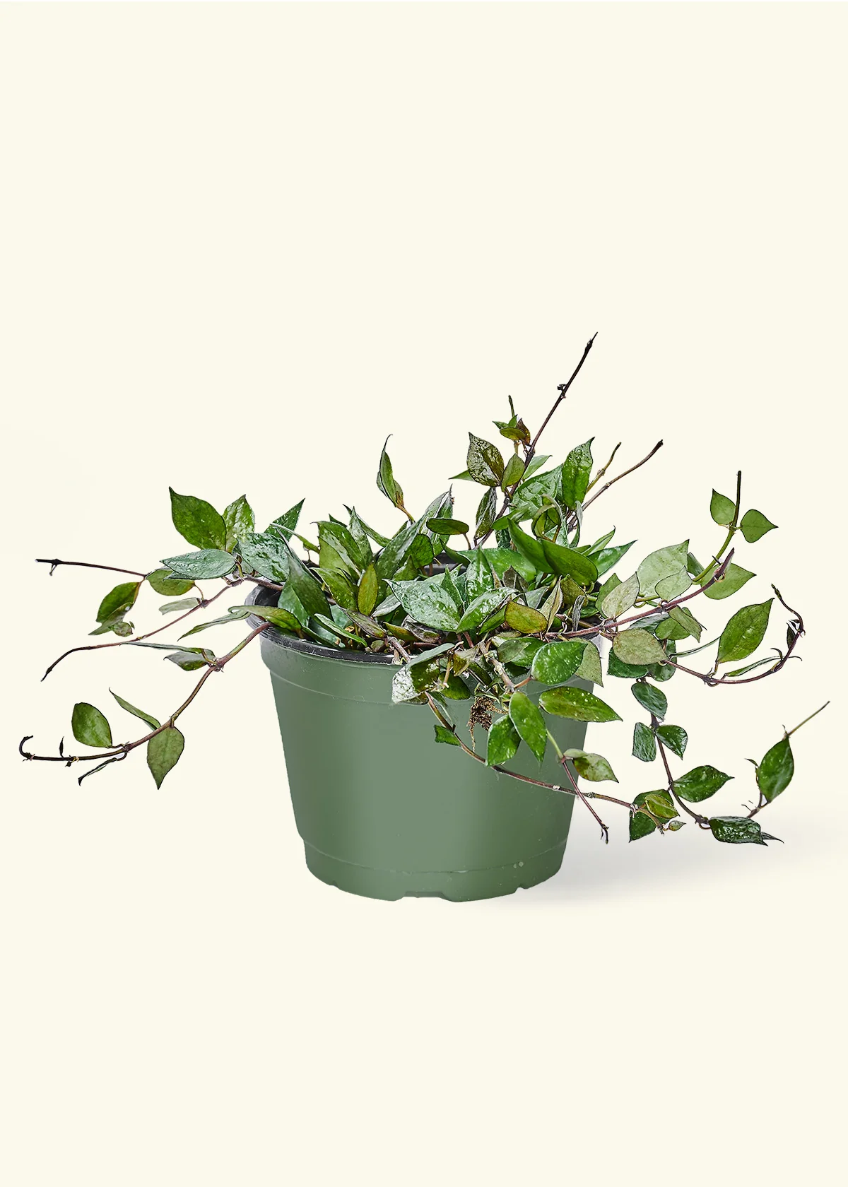 Hoya 'Black' - Image 39