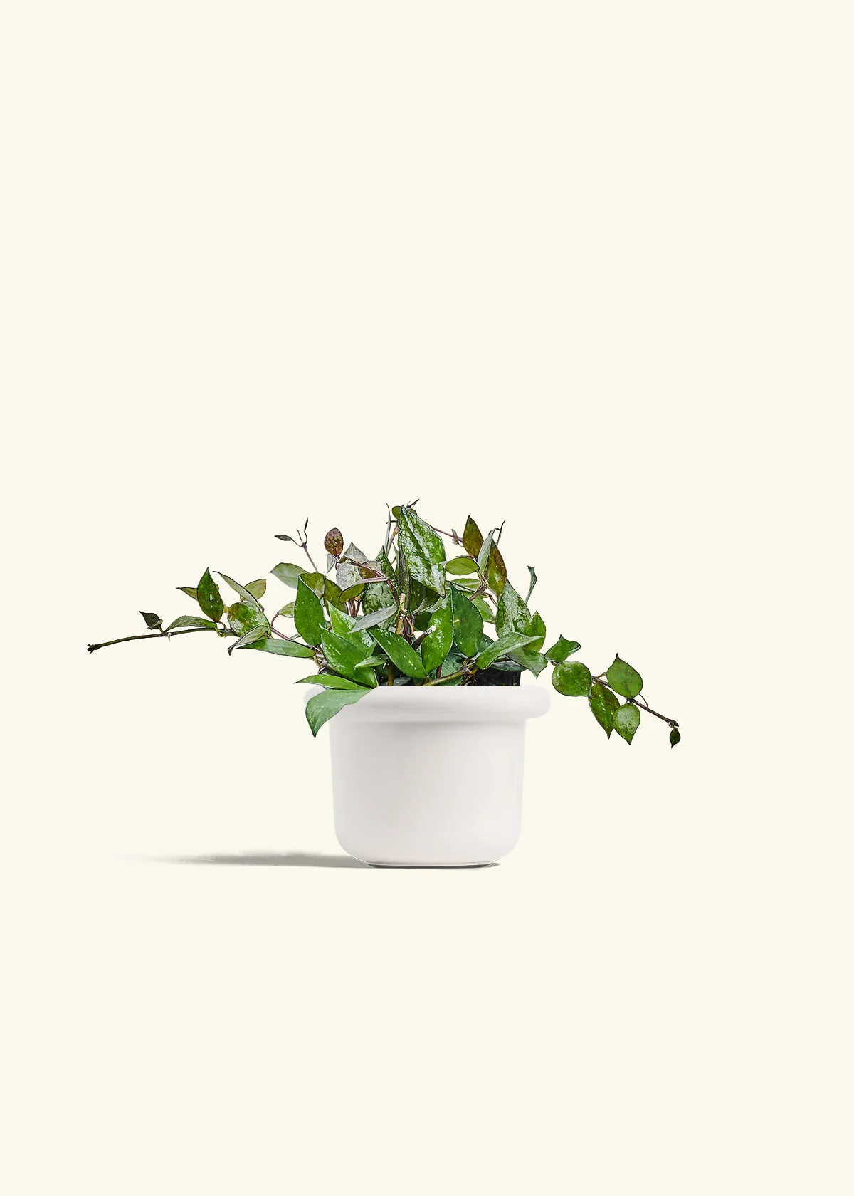 Hoya 'Black' - Image 4