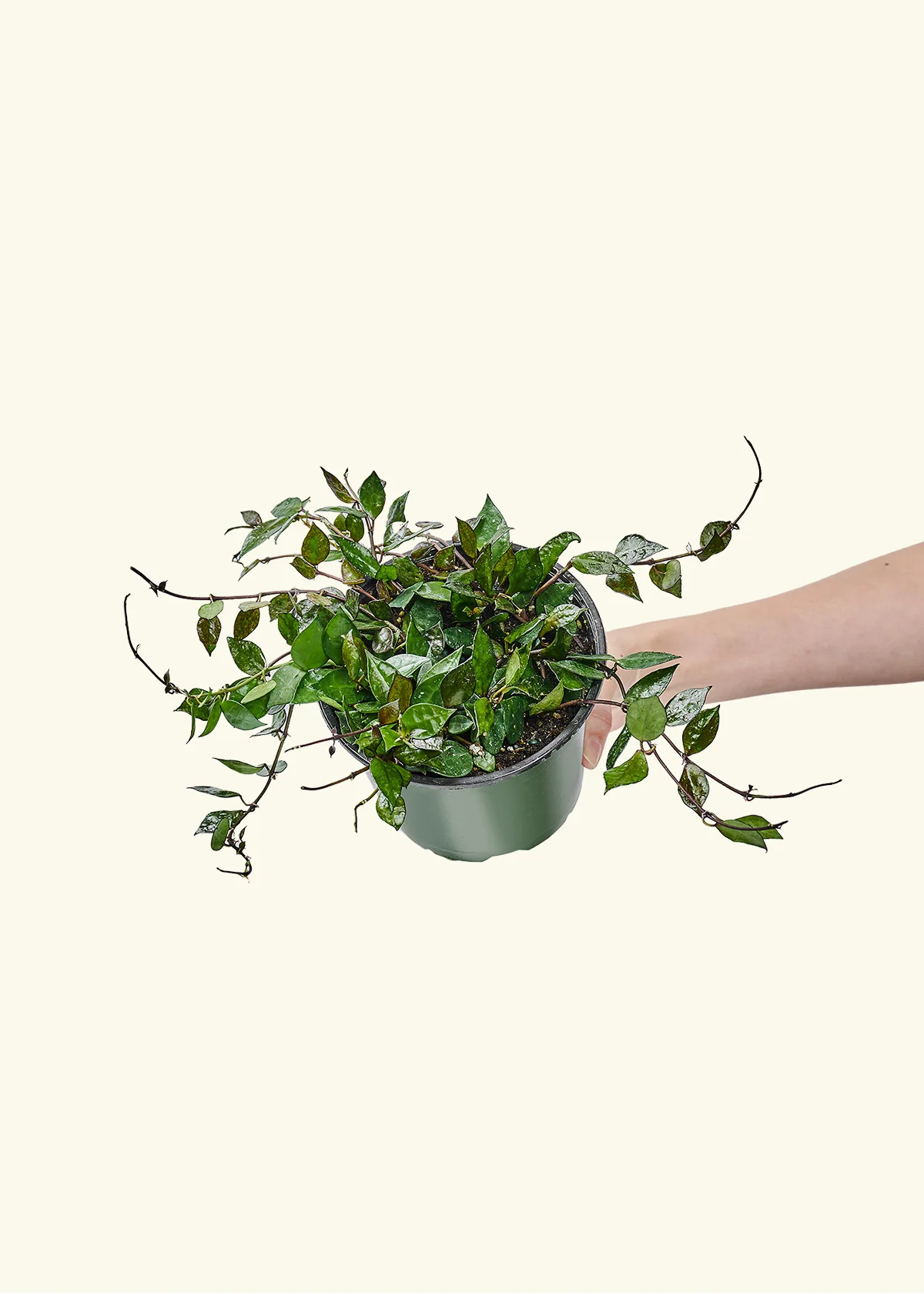 Hoya 'Black' - Image 40