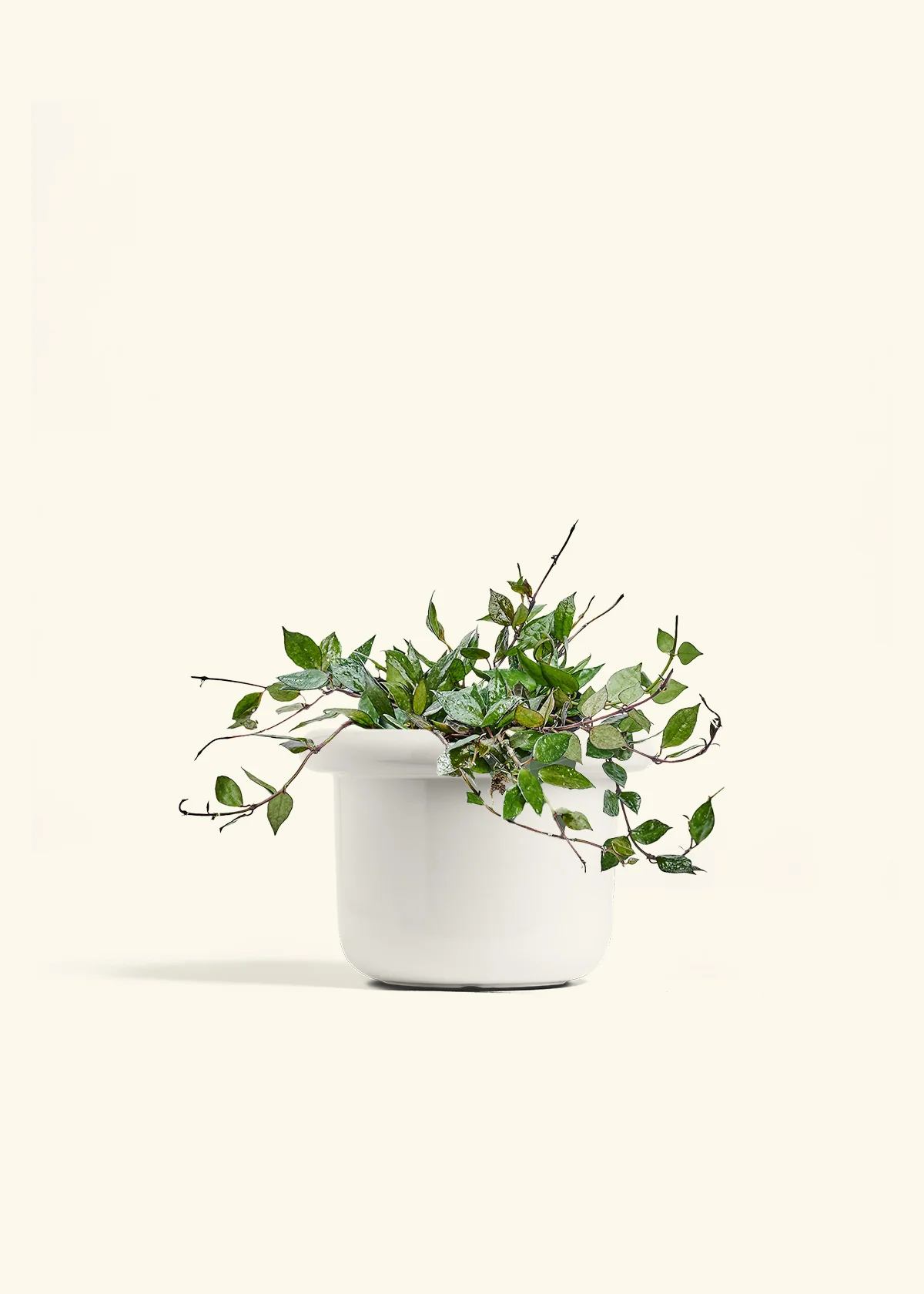 Hoya 'Black' - Image 41