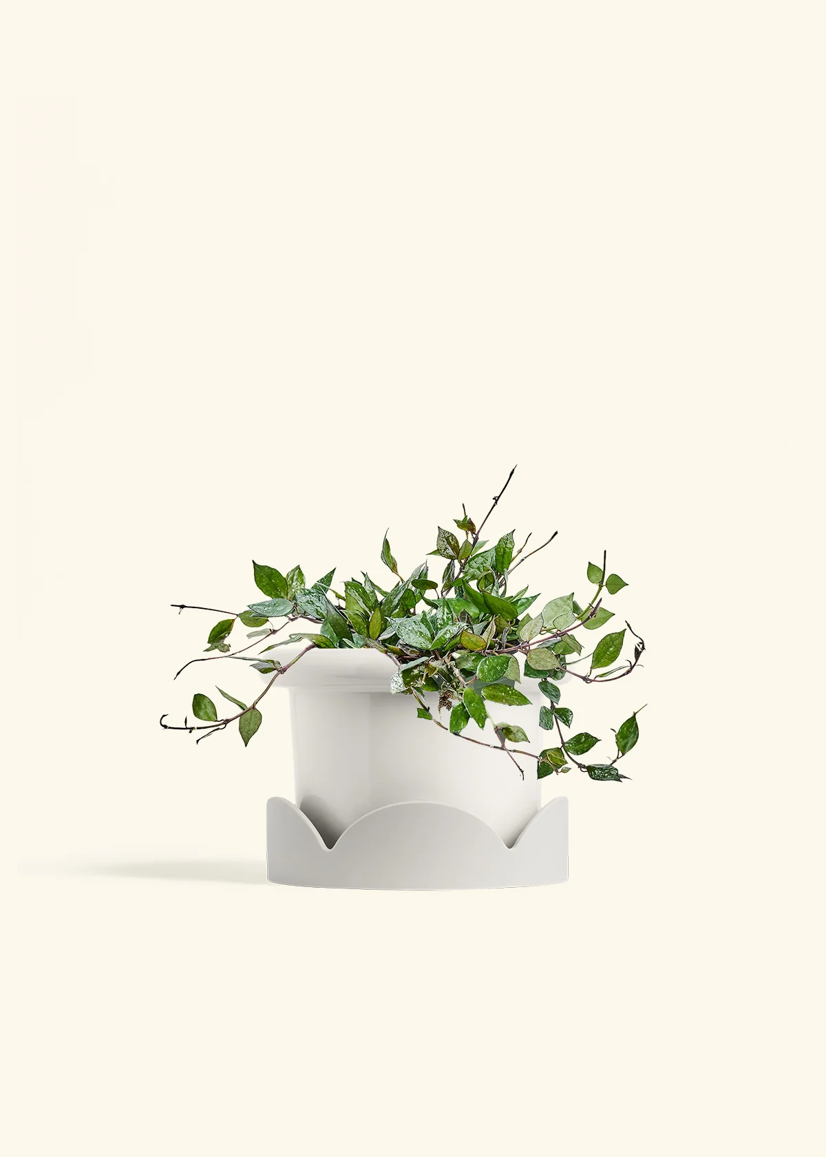 Hoya 'Black' - Image 43