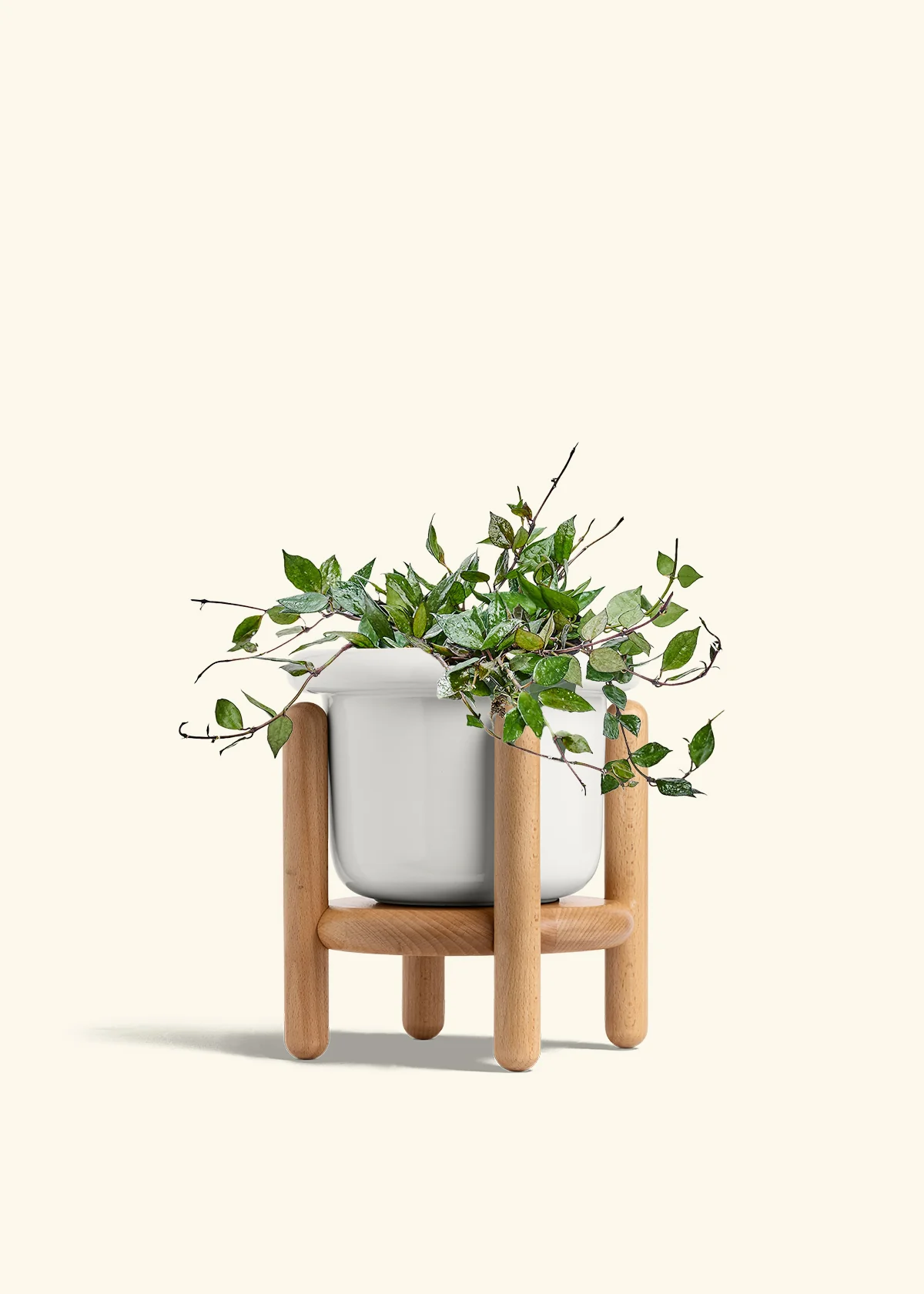 Hoya 'Black' - Image 44