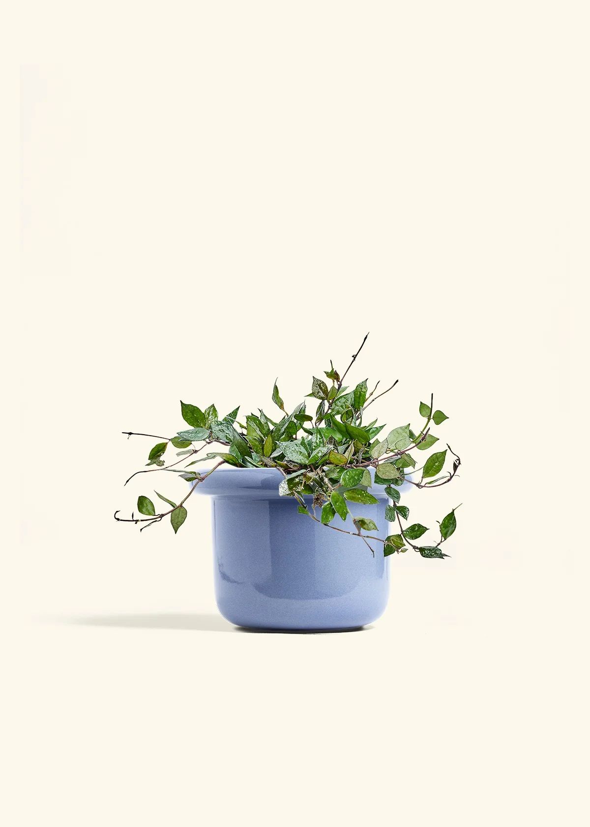 Hoya 'Black' - Image 45