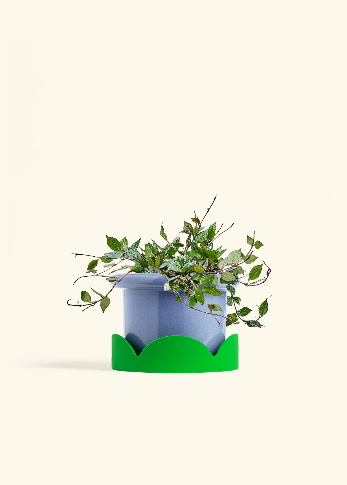 Hoya 'Black' - Image 46