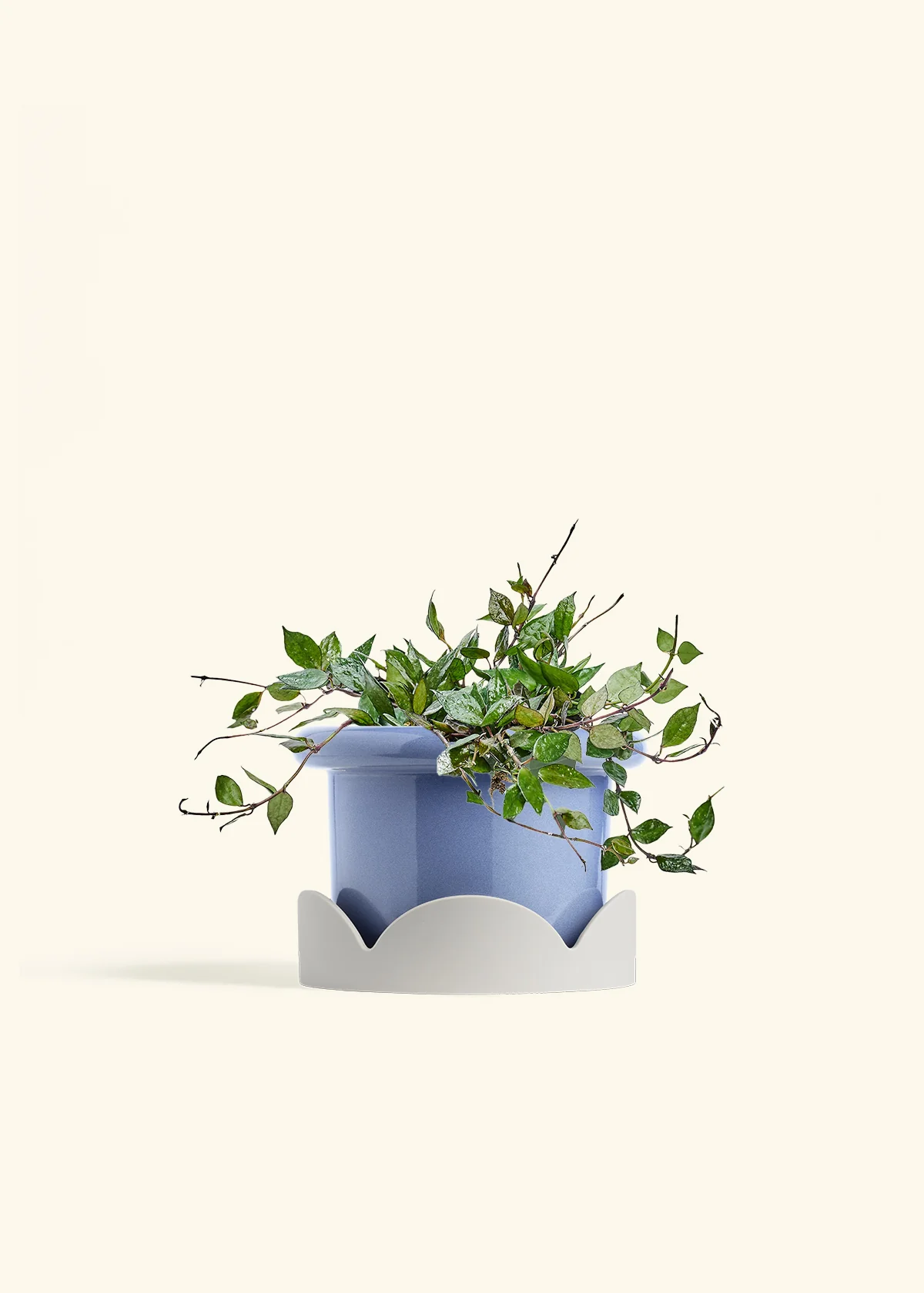 Hoya 'Black' - Image 47