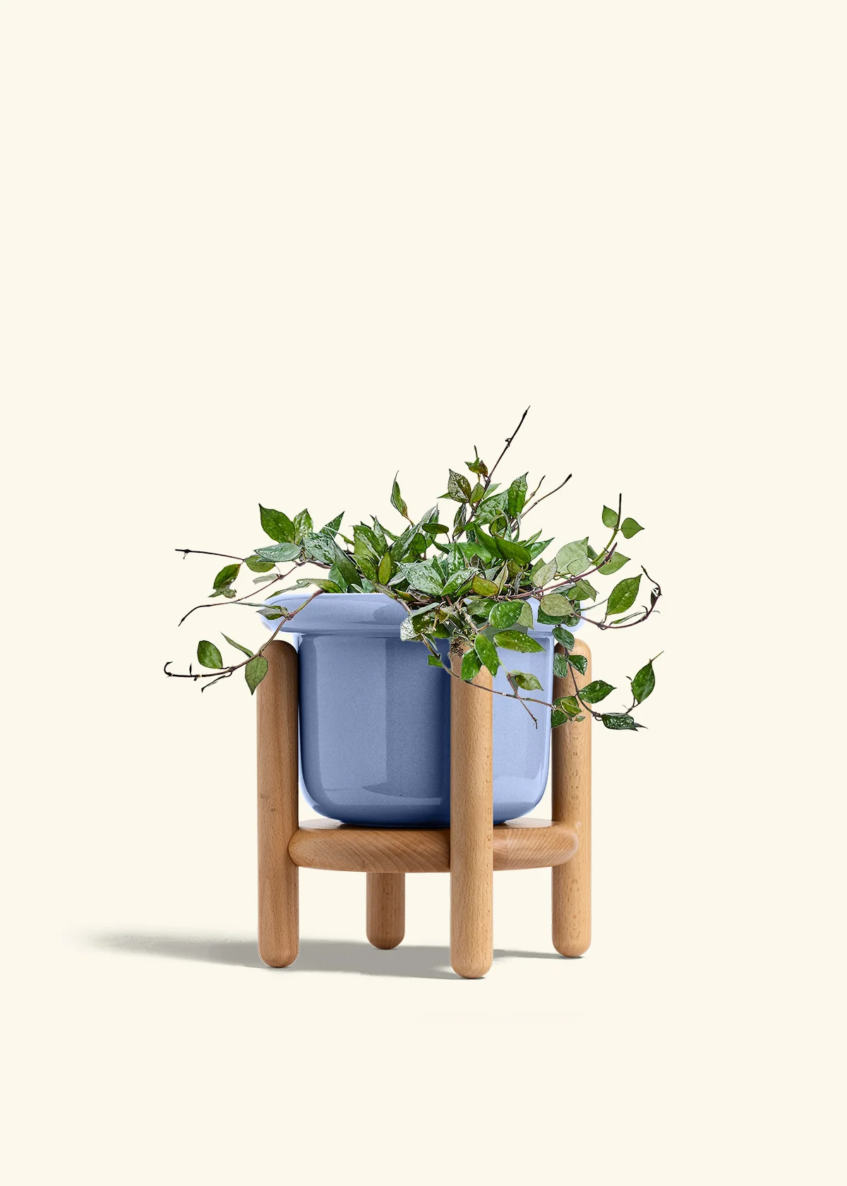Hoya 'Black' - Image 48