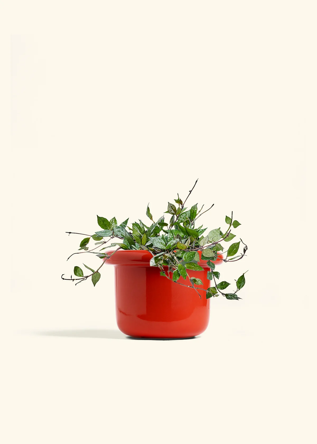 Hoya 'Black' - Image 49