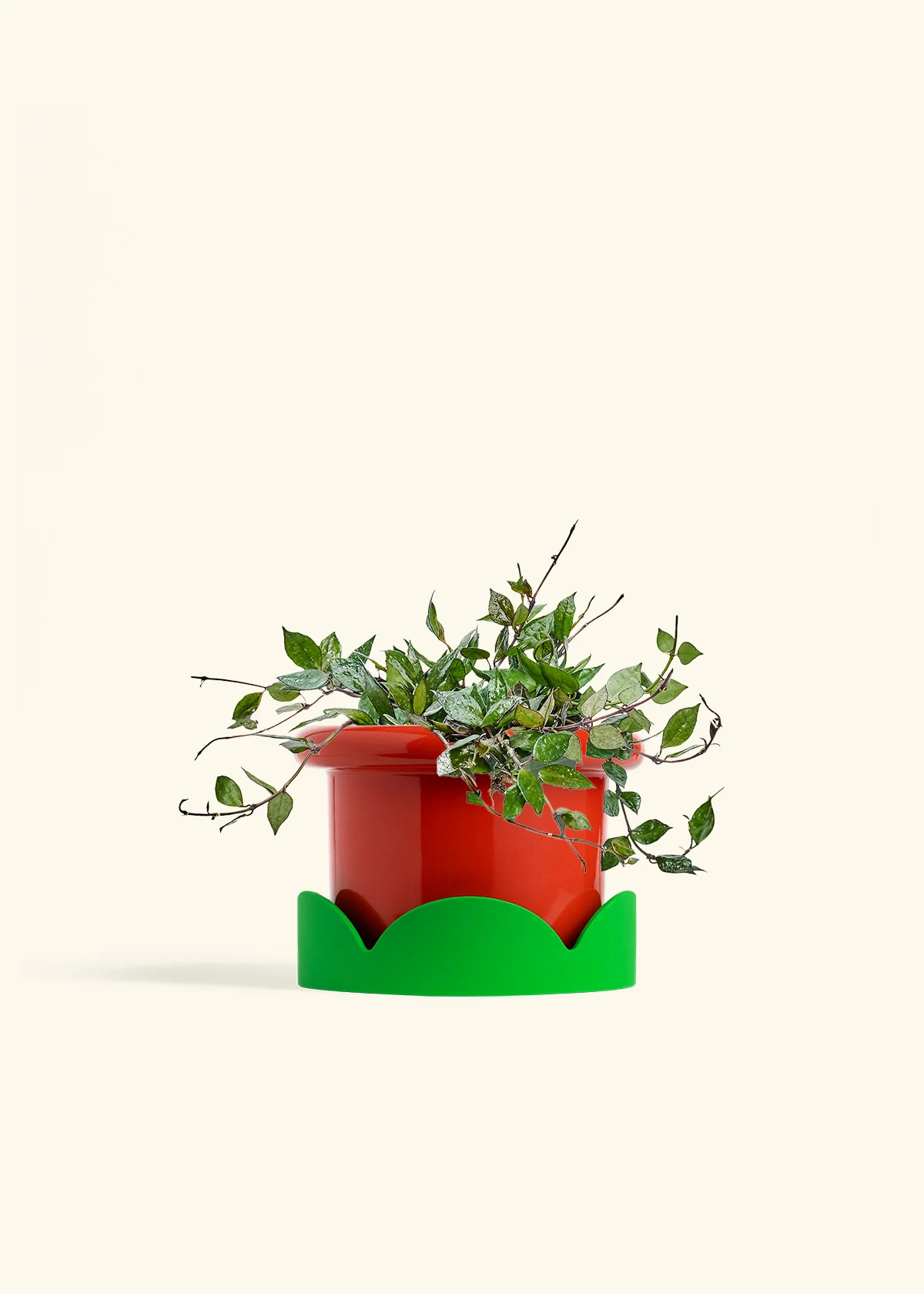 Hoya 'Black' - Image 50