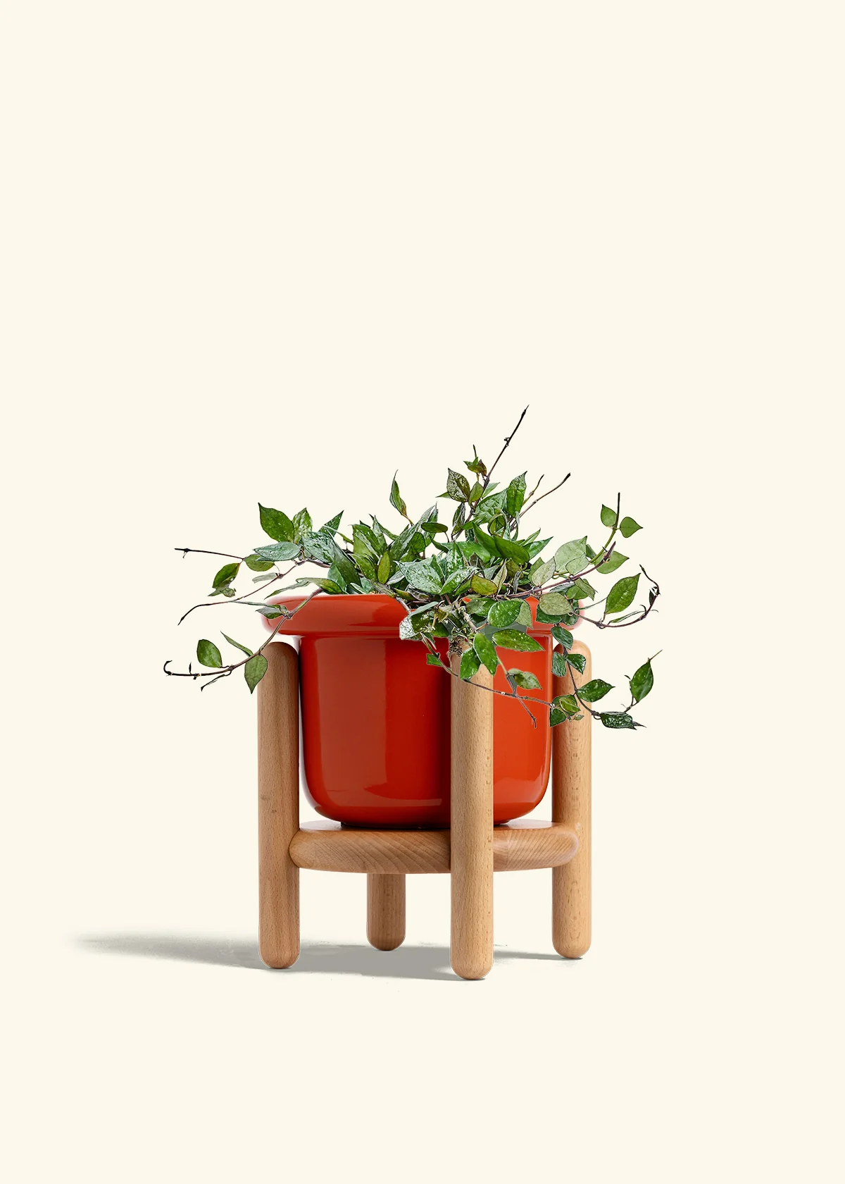 Hoya 'Black' - Image 52