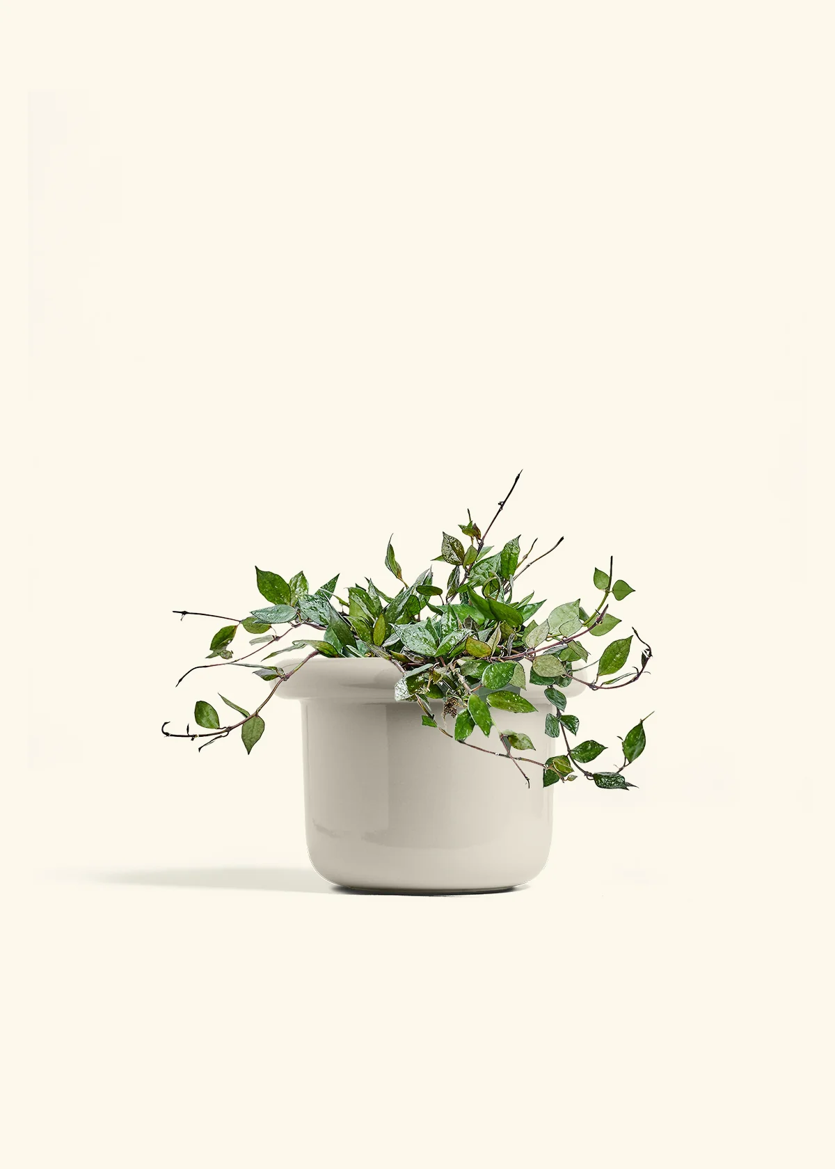 Hoya 'Black' - Image 53