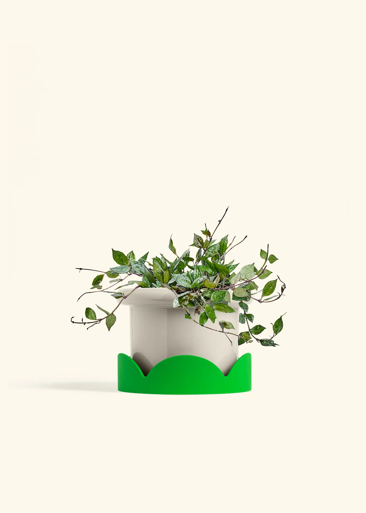 Hoya 'Black' - Image 54