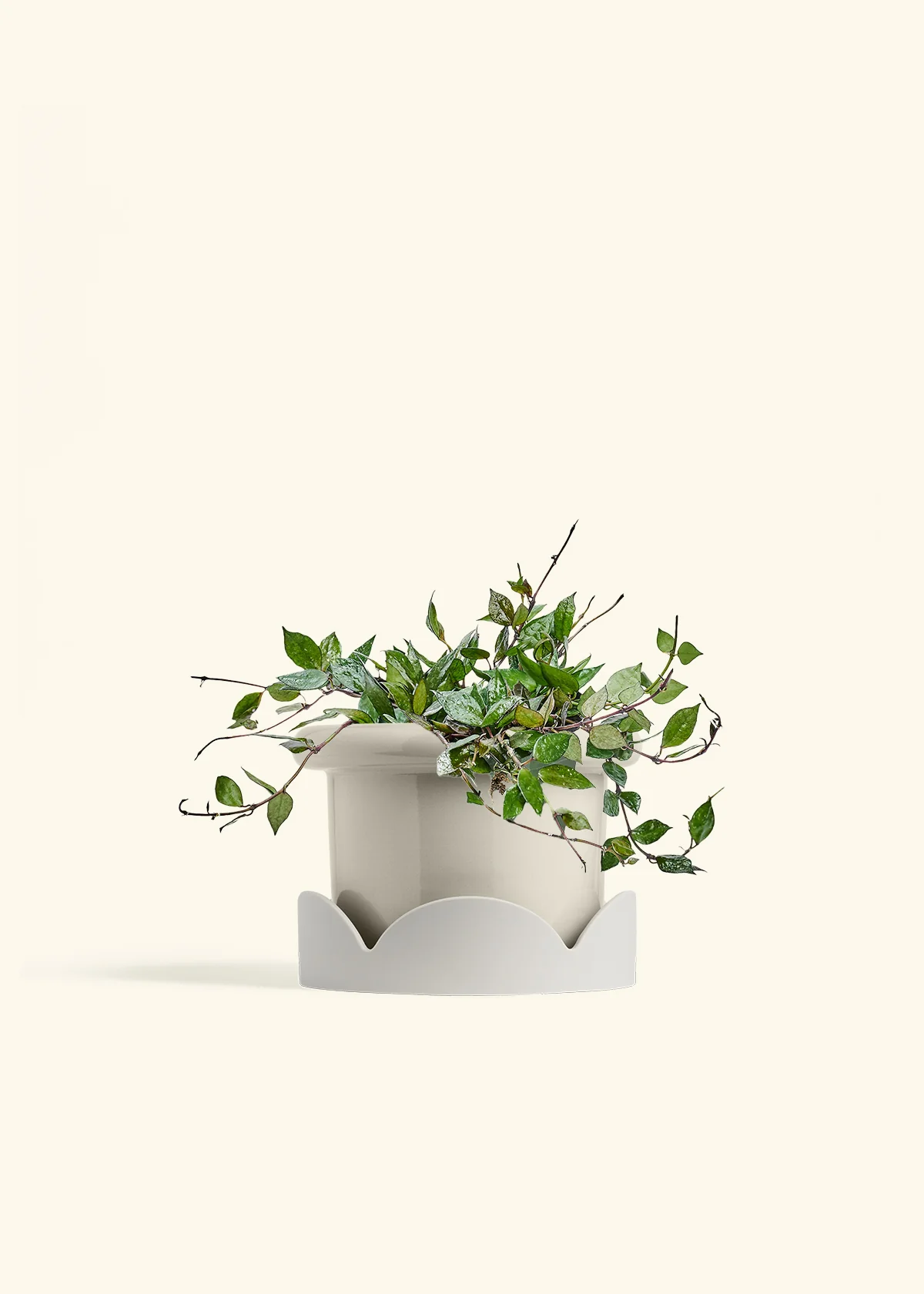 Hoya 'Black' - Image 55