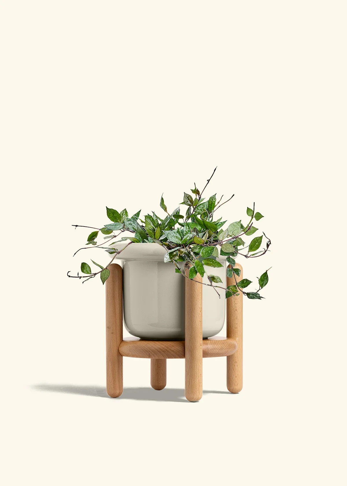 Hoya 'Black' - Image 56