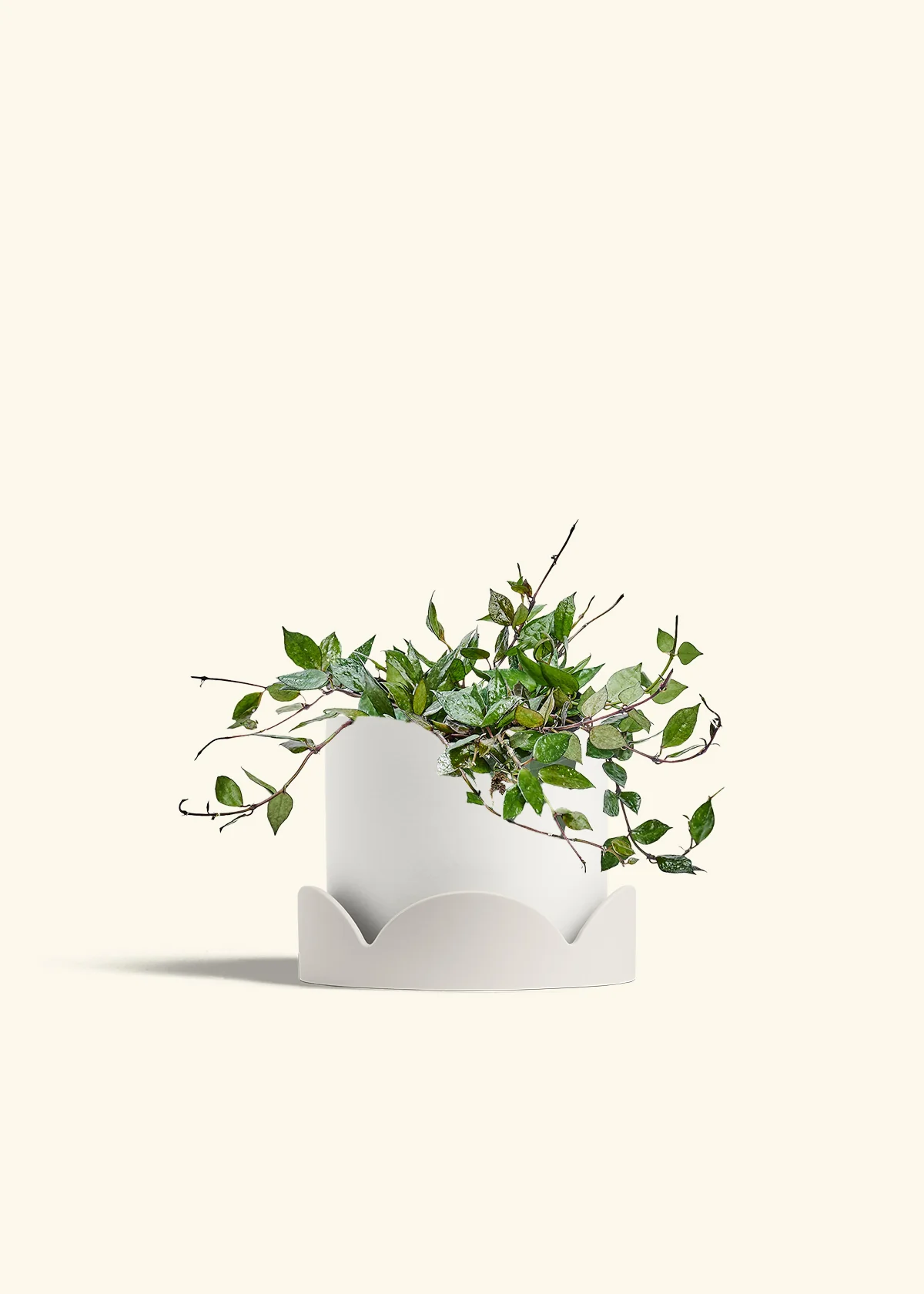 Hoya 'Black' - Image 58
