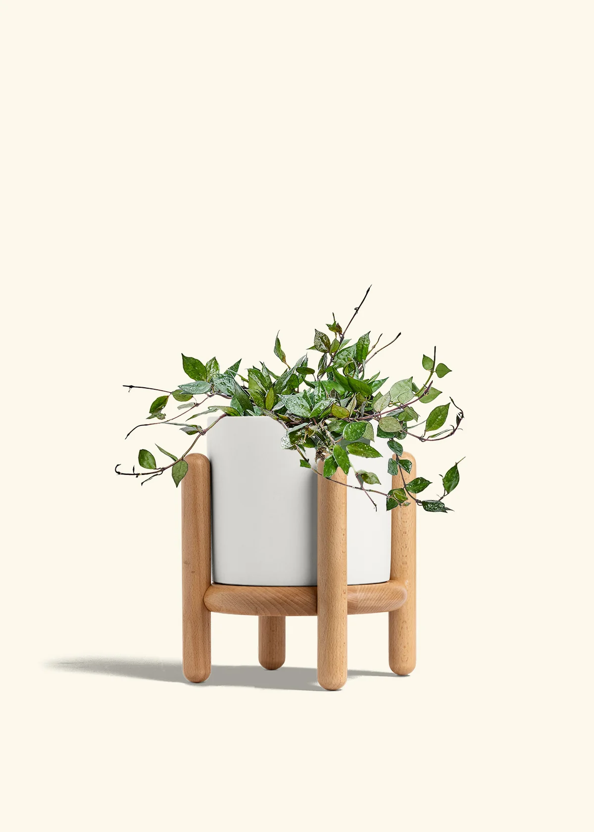 Hoya 'Black' - Image 59