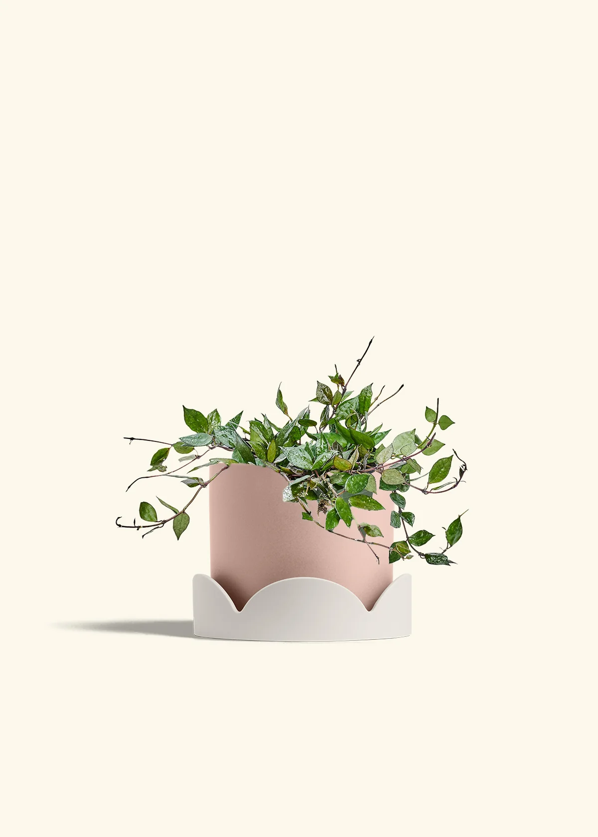 Hoya 'Black' - Image 61